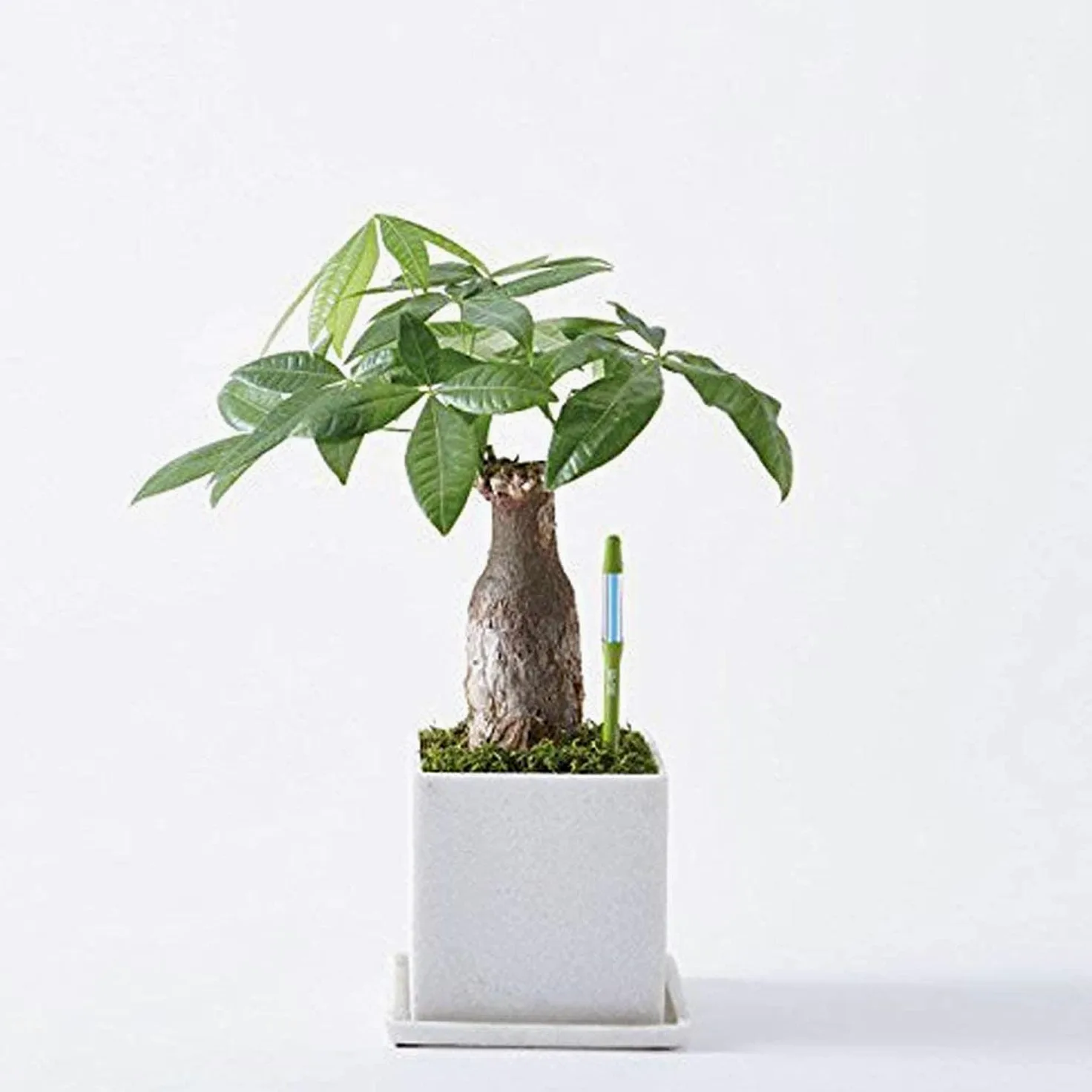 IPPINKA Sustee Aquameter – Lot de 24 – Humidimètre de sol pour plantes d'intérieur – Vert moyen rechargeable
