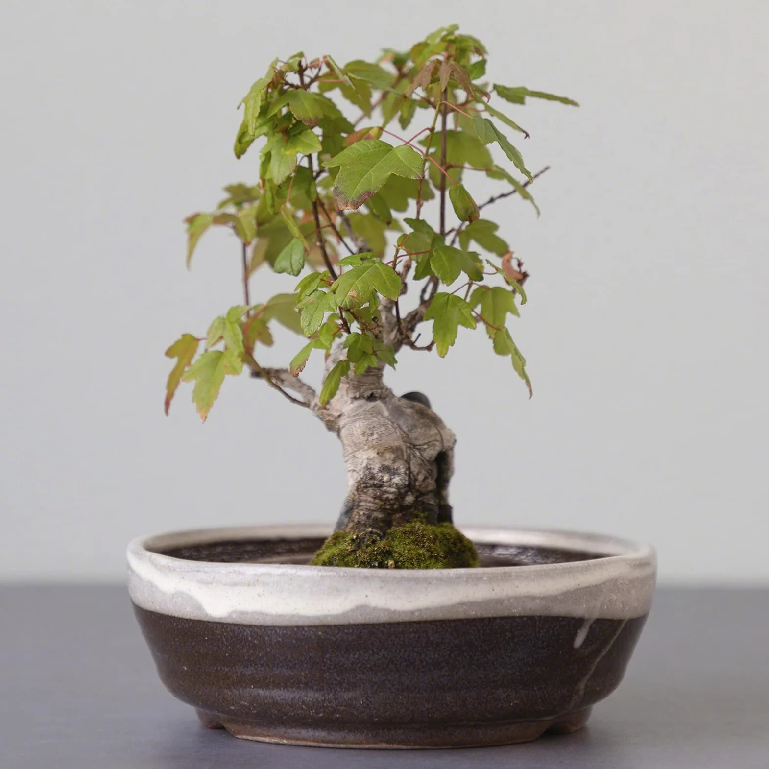 Wazakura Pot à Bonsaï en Céramique Émaillée avec Trou Drainage 17 cm, Fabriqué au Japon, Pot de Fleurs Japonais, Bol pour Plantes, Sable Beige avec Bande Blanche, Artisanat de Style Shigaraki