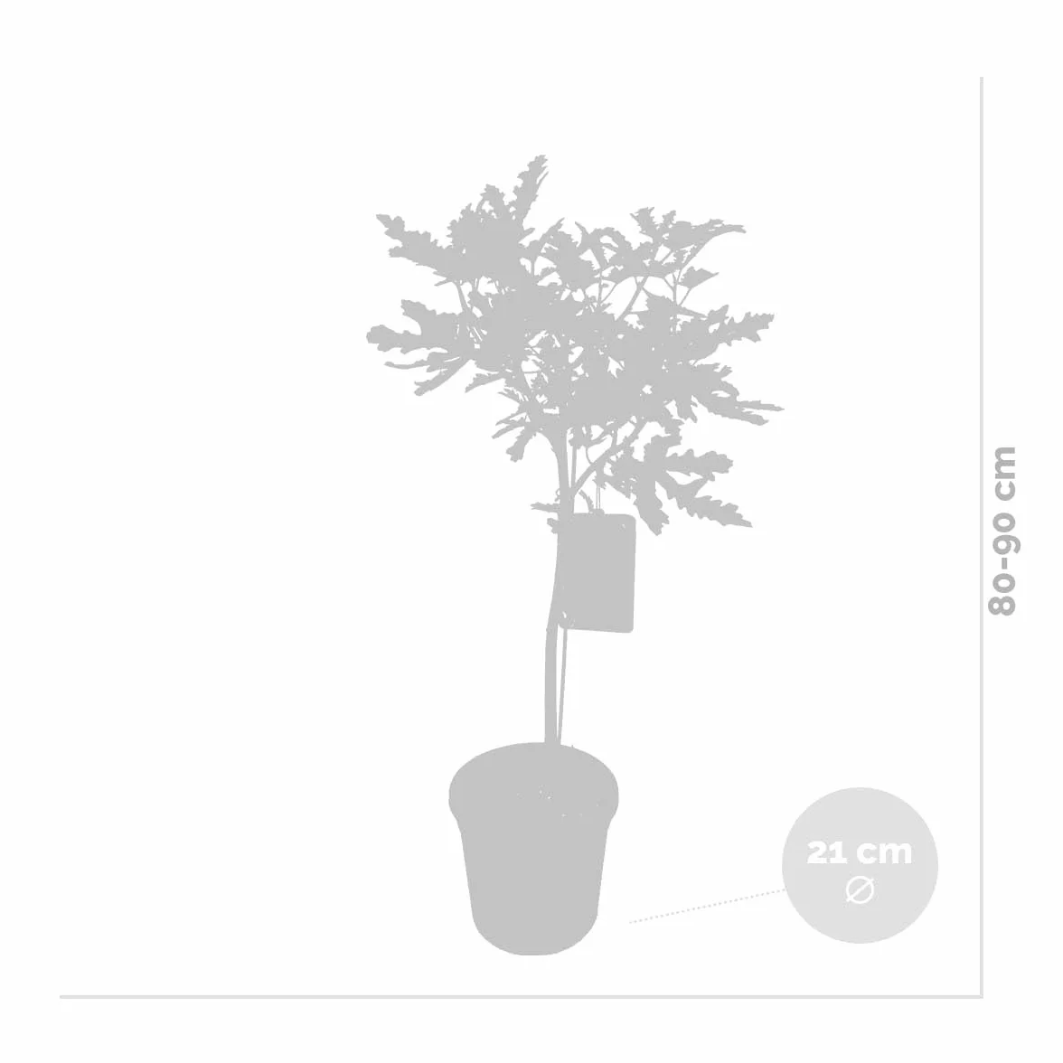 Bloomique Ficus Carica ‘Brown Turkey’ Figuier Arbre fruitier Rustique Hauteur 80-100 cm Pot 21 cm