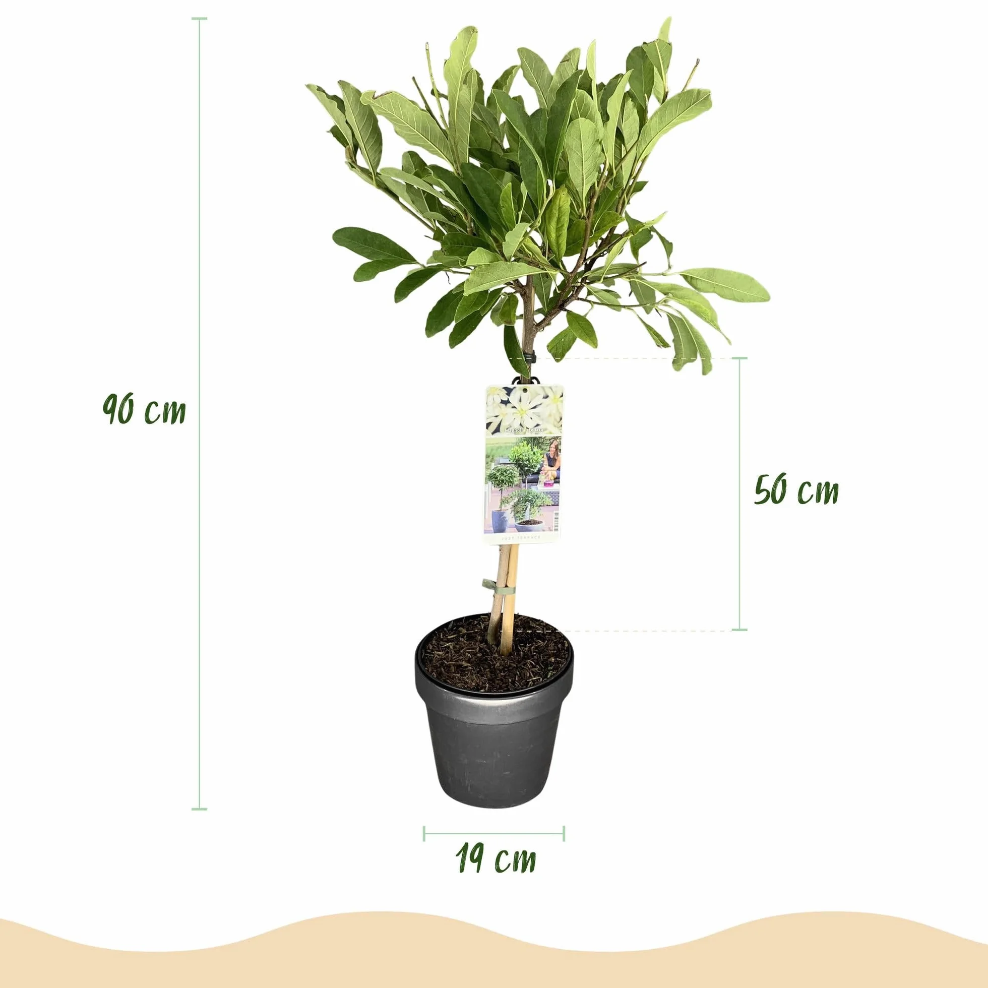 Magnolia stellata Plante sur Tige Pot 19cm Hauteur 90cm Fleurs Blanches Feuillage Caduc