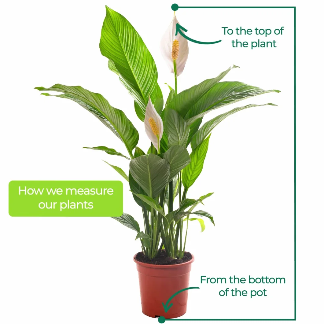 Spathiphyllum grande plante d'intérieur purificateur d'air