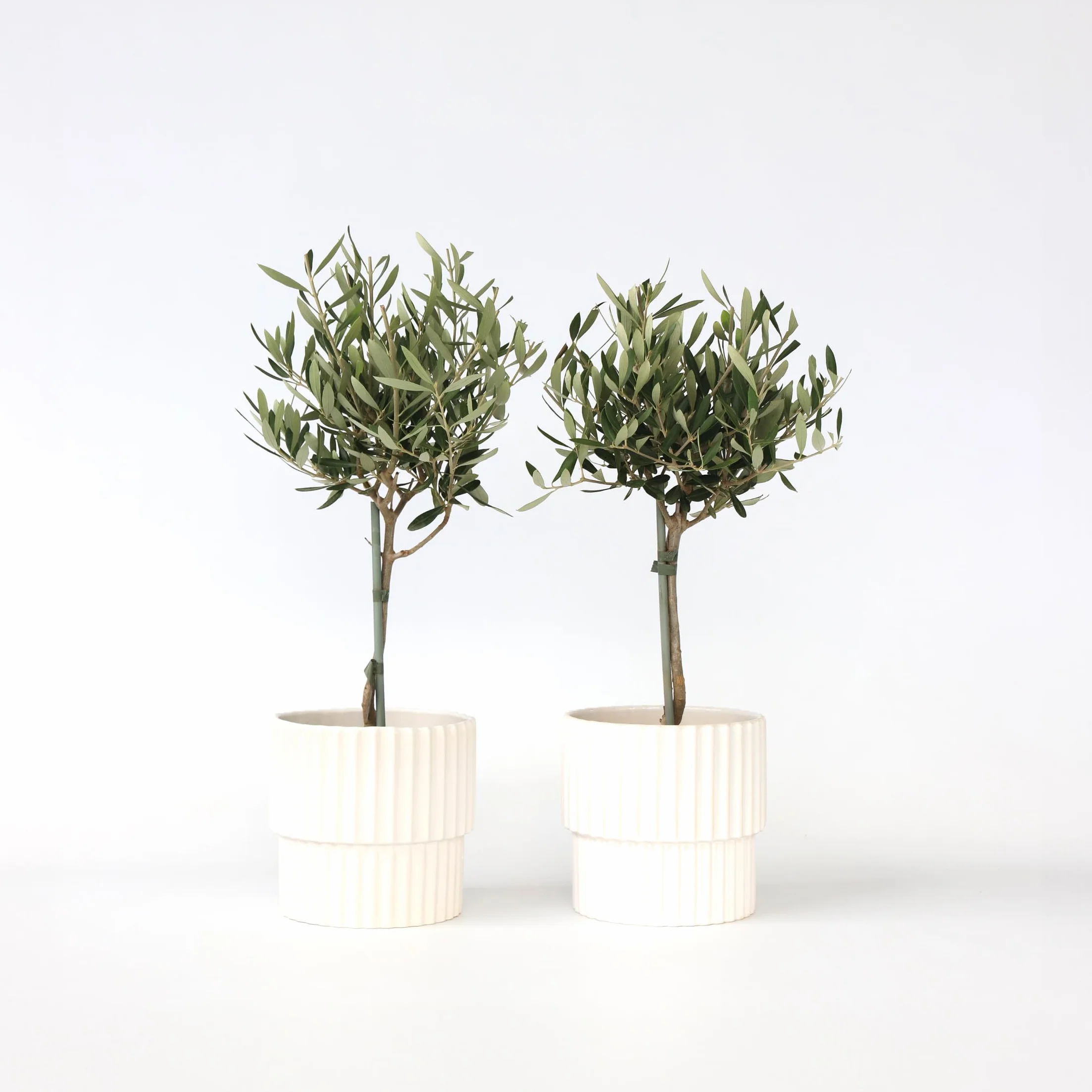 Olea Europaea Olivier exterieur Set de 2 Pot 14cm Hauteur 50-60cm