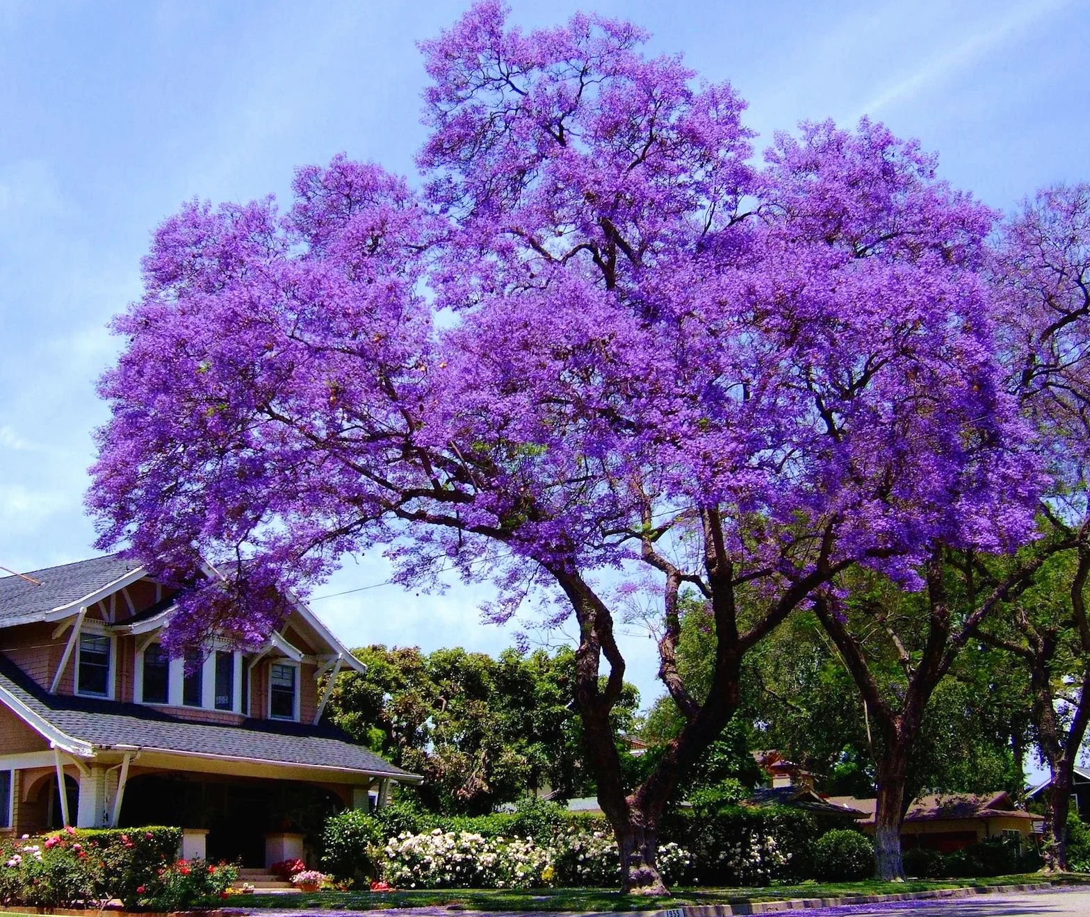 Paulownia Tomentosa Bluebell Tree - 50 graines fraîches