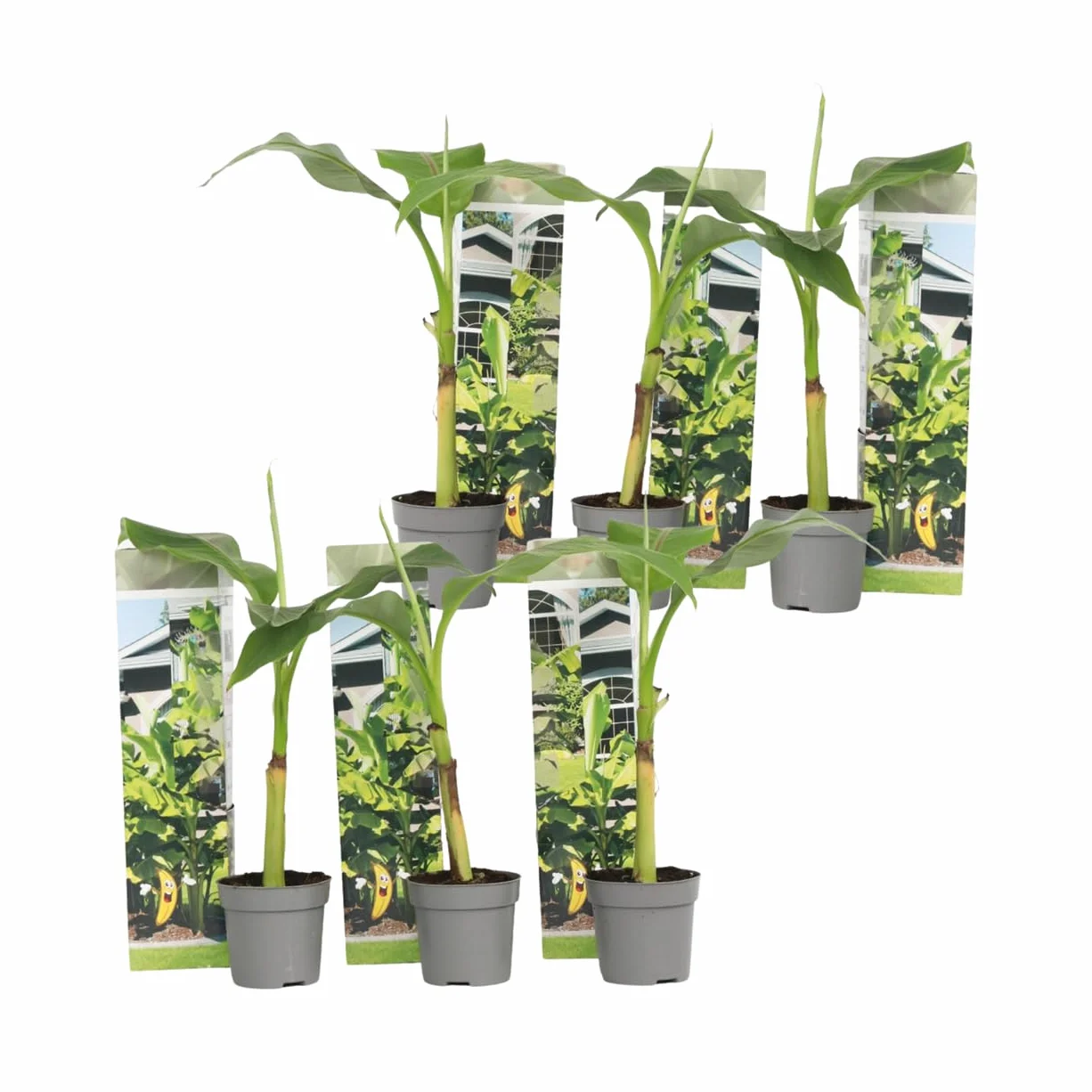 Musa Basjoo Bananier Rustique Plante Jardin Pot 9cm Hauteur 25-40cm Set de 6