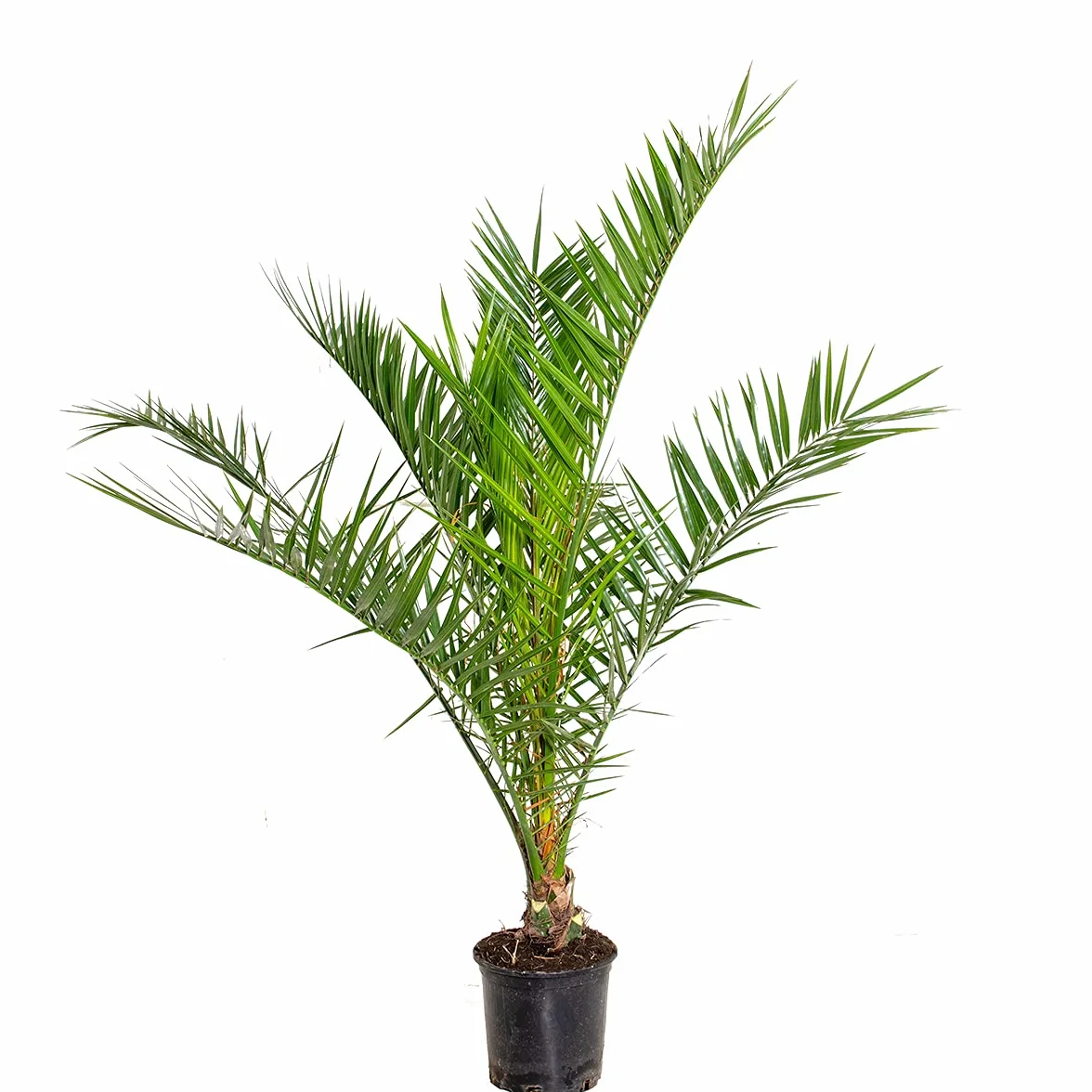 Palmier des Canaries Phoenix Canariensis 80-100 cm Pot 19 cm