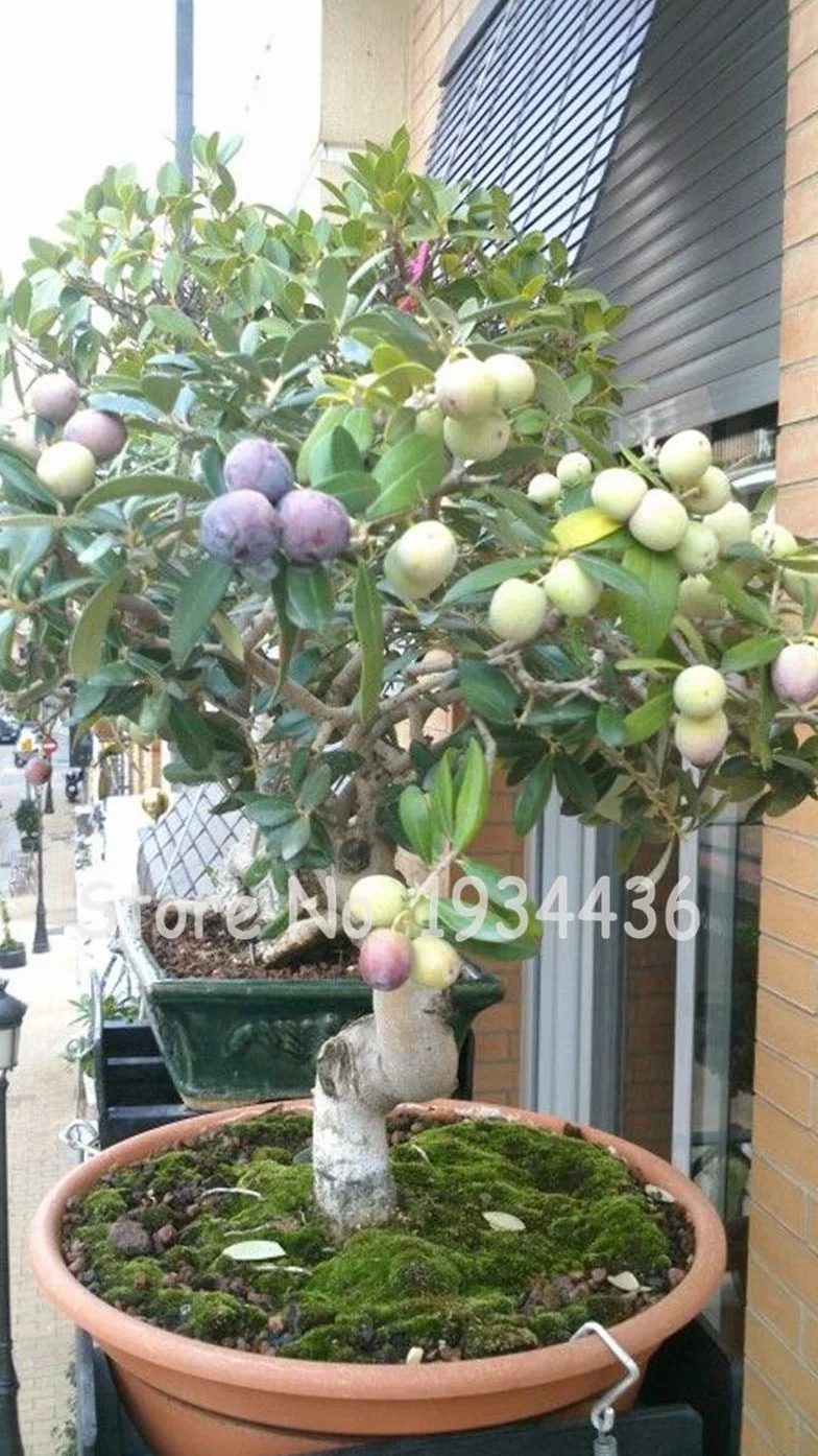 Olive Bonsaï Olea Europaea Mini Arbre Plantes Maison Bricolage Exotique Pots de Fleurs 3 Pièces