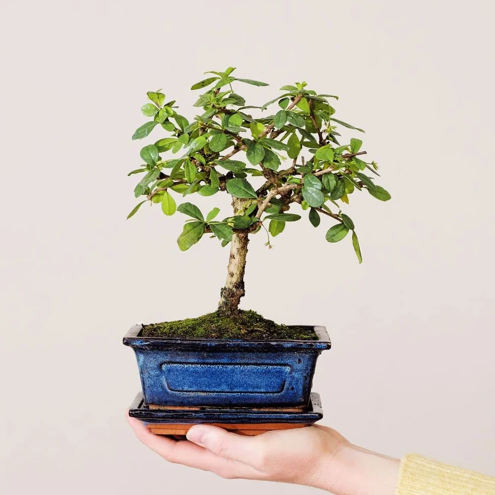 Bonsai Carmona Plante d'intérieur Fabrication Française Artisanale Cadeau