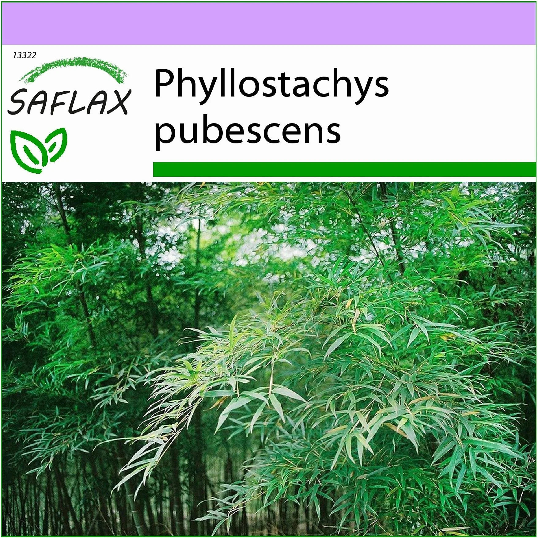 Bambou Moso - Phyllostachys pubescens - 20 graines