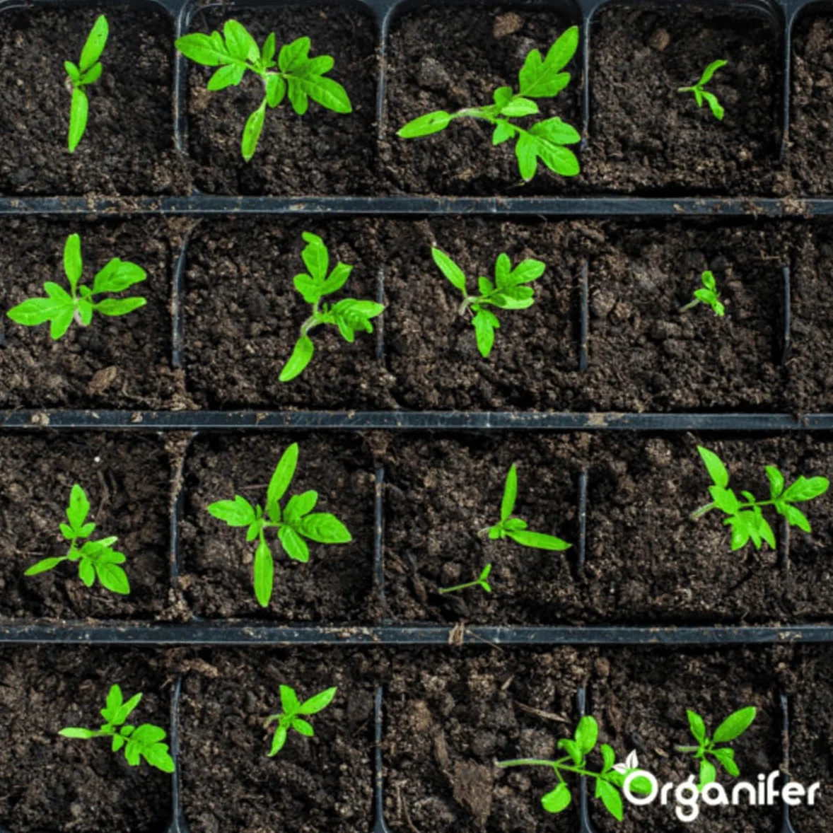Engrais Liquide Pour La Phase De Croissance - 500ml = 250L | Engrais De Culture Spécial Pour Une Croissance Forte Des Plantes - Apport Rapide De Nutriments - Organifer