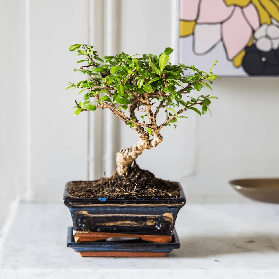 Bonsai Carmona Plante d'intérieur Fabrication Française Artisanale Cadeau