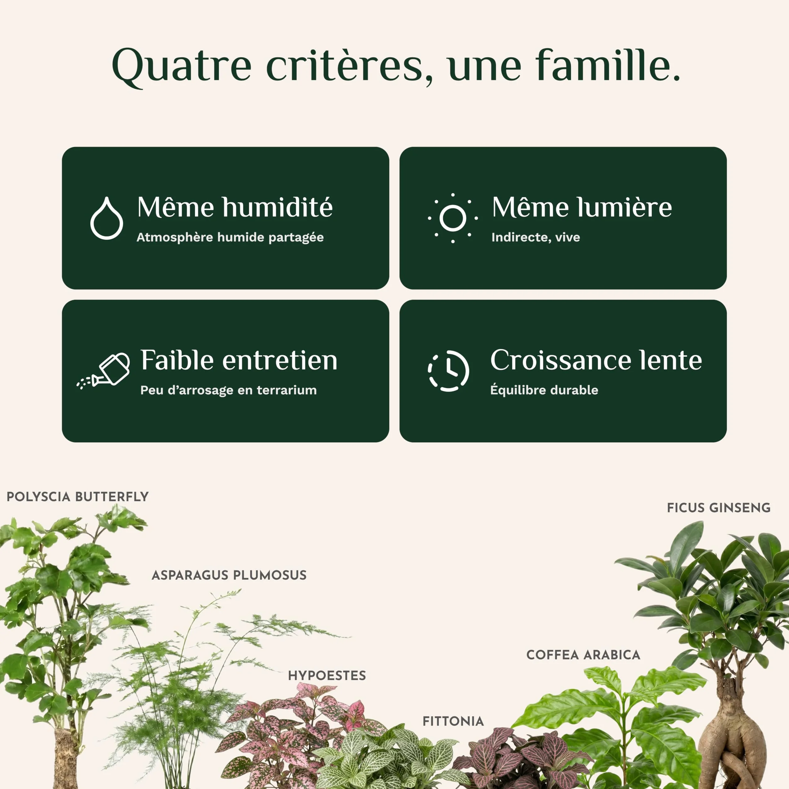 Plantes Terrarium Personnalisable Pack 5 – Ficus Ginseng Fittonia Hypoestes Coffea Mousse – Mini Plantes d'intérieur