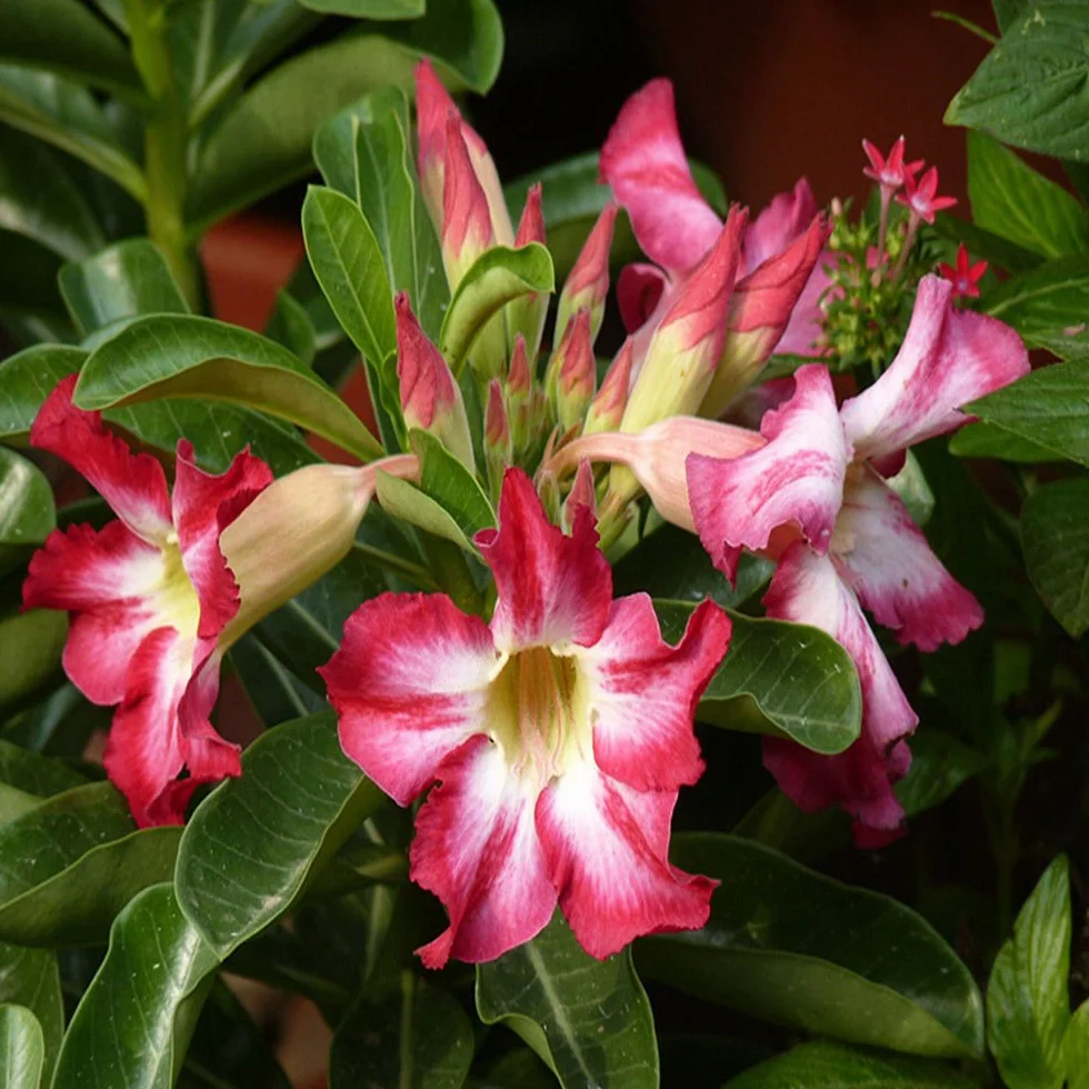 Adenium Obesum Seeds - 5PCS Rare Rose Desert Rose Graines, Bonsaï Arbre Plante Décor