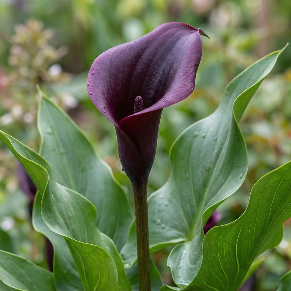 Calla Lys violets noirs rouges 5 bulbes hollandais grands pour pot