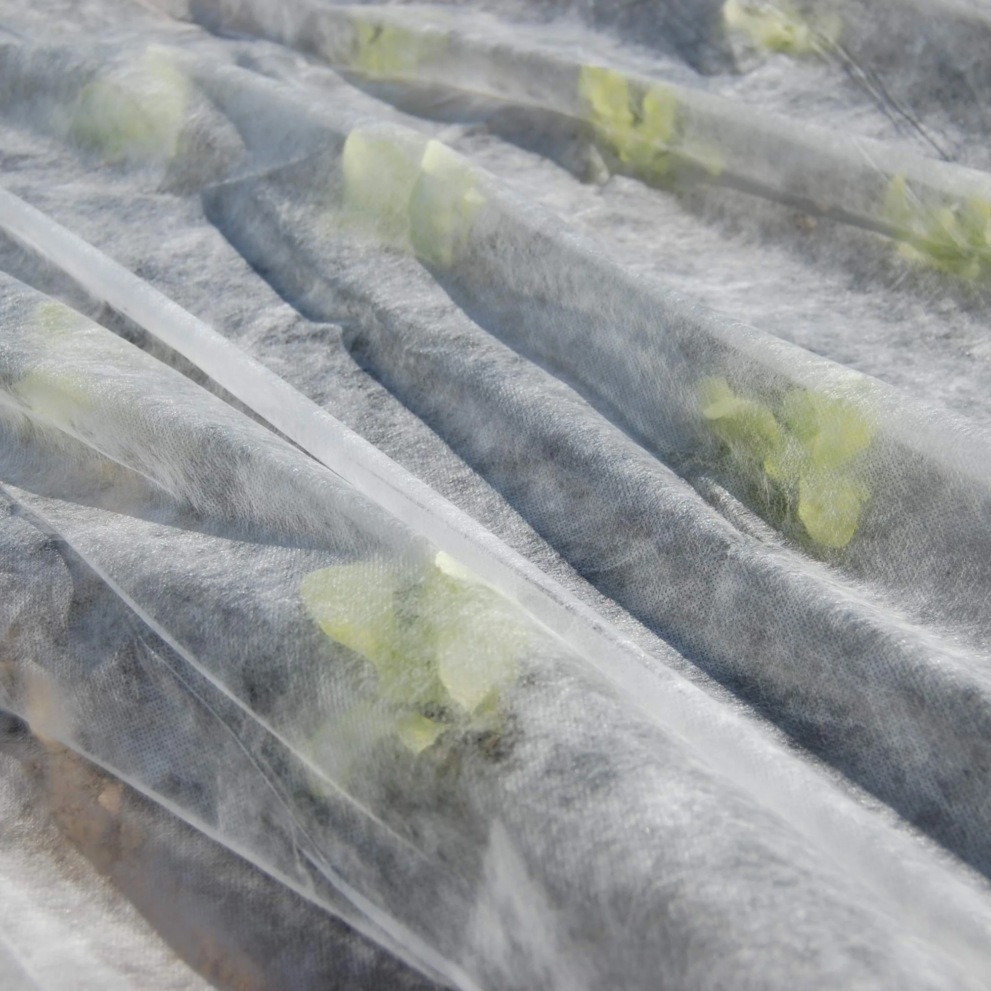 Tenax Ortoclima Plus 2,00x500 m Blanc, Voile d'Hivernage pour Plantes et Cultures, en Tissu Non Tissé 30 g/m², Protège Les Plantes, Fleurs et Légumes du Froid