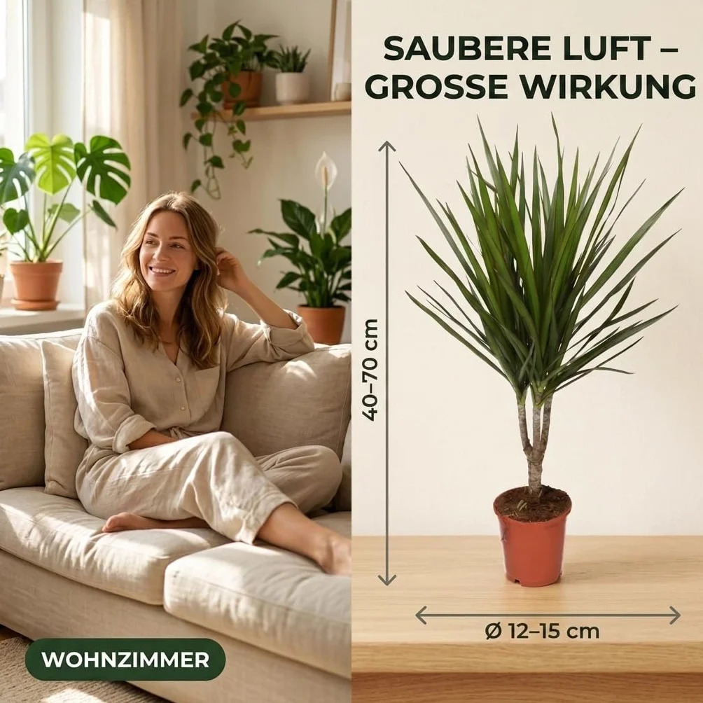 Lot de 3 purificateurs d'air Monstera, Spathiphyllum, Dracaena Ø 40-70 cm