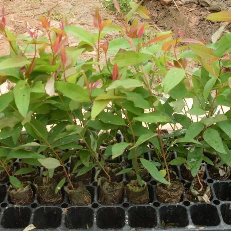 Eucalyptus Arbre Graines, 30 Graines Bonsaï Plante Aromathérapie Décoration Maison
