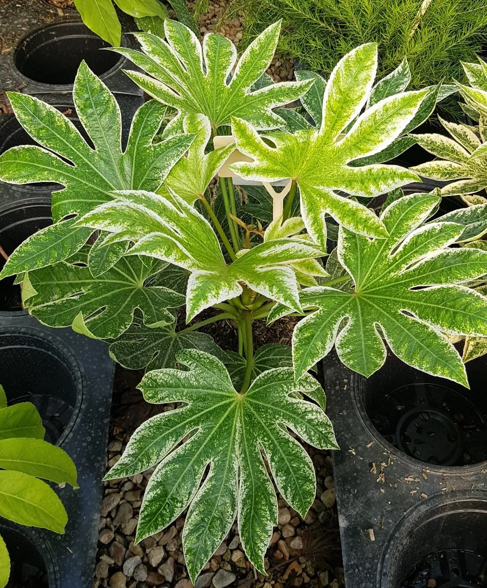 Fatsia japonica SPIDER'S WEB® 'Tsumugi-shibori' Aralie du Japon panaché 3-4 litres