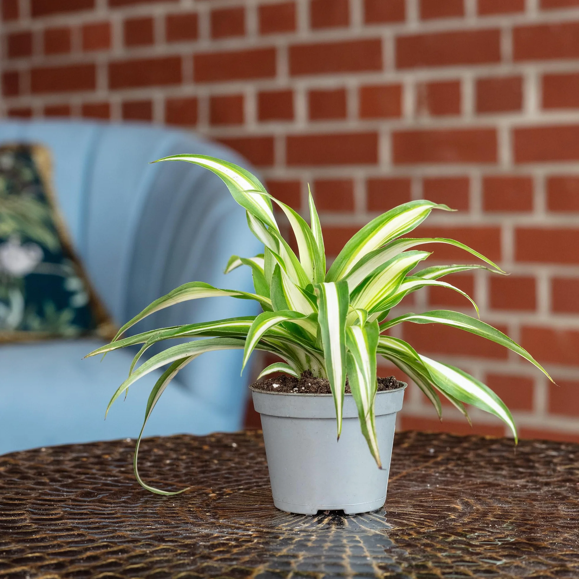 Chlorophytum Comosum Variegata Plante d'intérieur Hauteur 15 cm Pot 6 cm