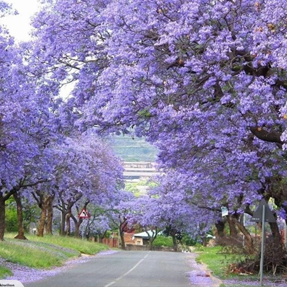 Paulownia Tomentosa Bluebell Tree - 50 graines fraîches