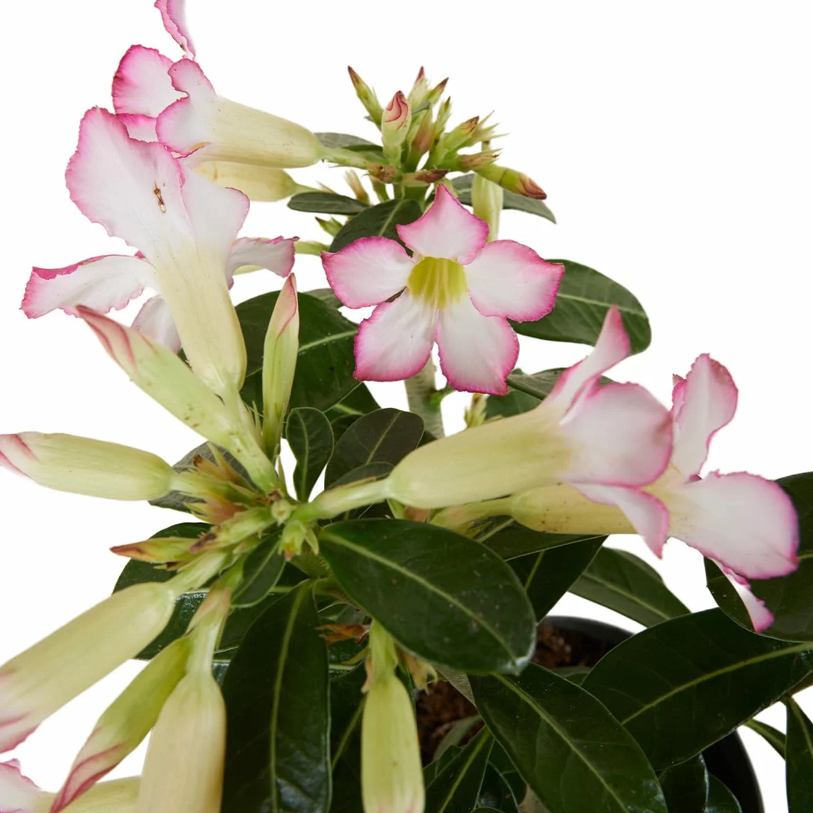 Bloomique Adenium Obesum Rose du Désert Plante d'intérieur Pot 13cm Hauteur 25-35 cm