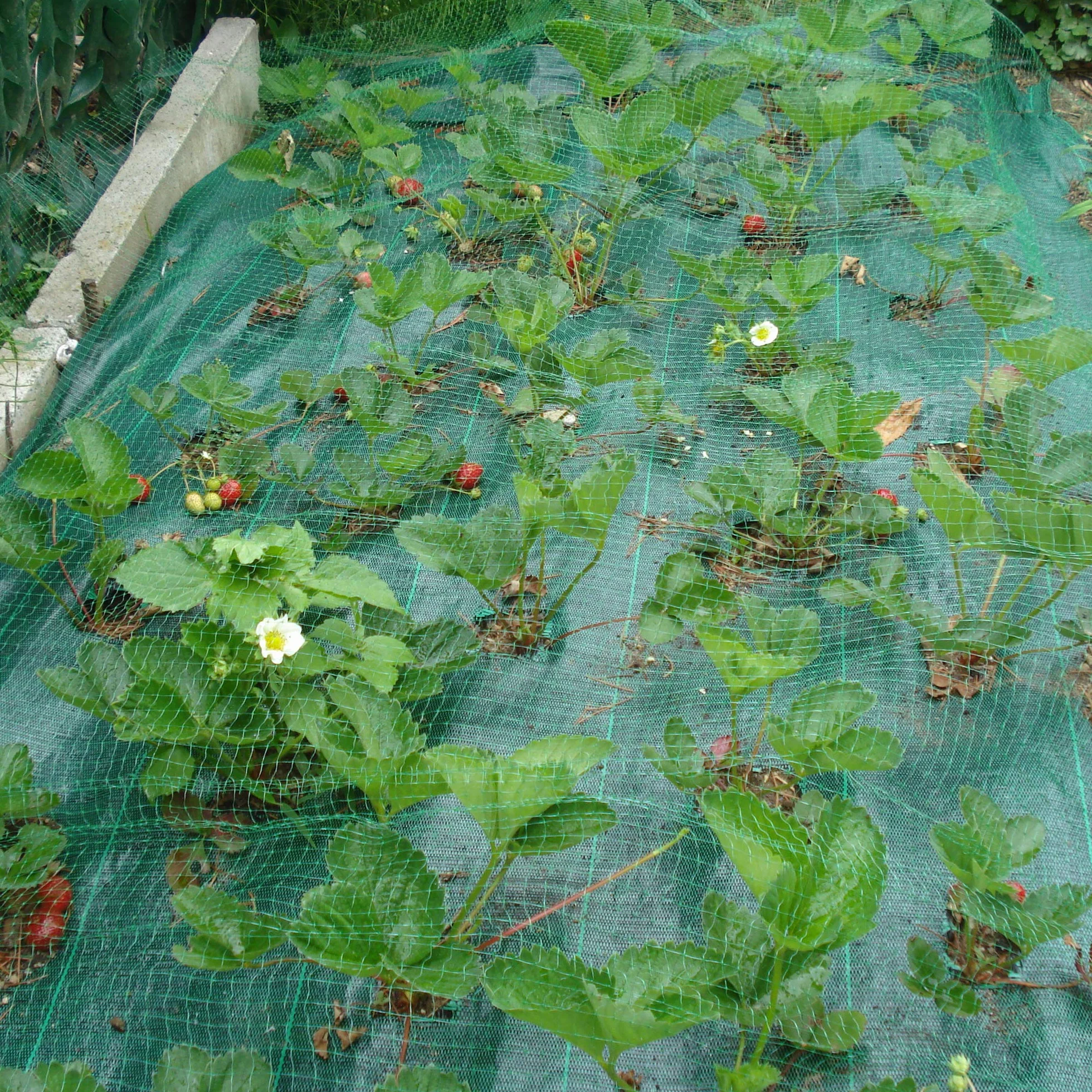 TENAX ORTOFLEX 2,00x5 m Vert Filet Anti-Oiseaux pour Protéger les Fruits et Cultures