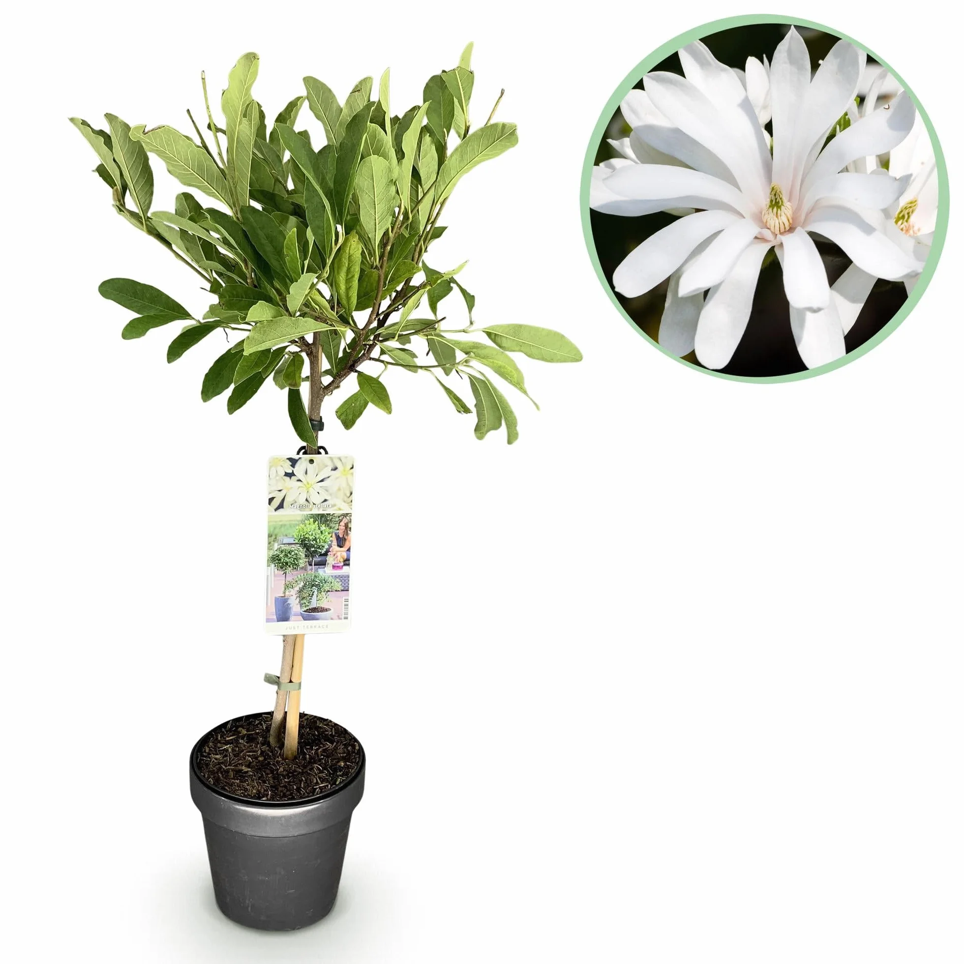 Magnolia stellata Plante sur Tige Pot 19cm Hauteur 90cm Fleurs Blanches Feuillage Caduc