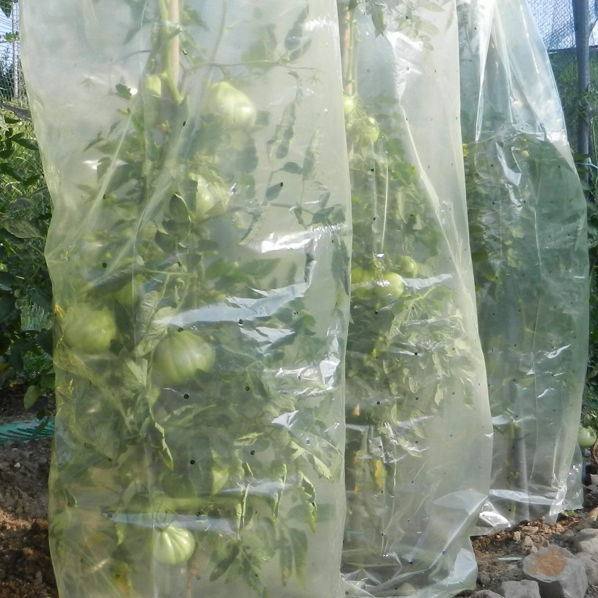 TENAX Film Tubulaire Tomate 0,60x10 m Jaune avec 10 Liens Plastique