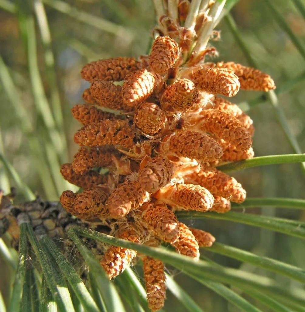 Graines de Pin Parasol (Pinus Pinea) - Conifère Méditerranéen - Pignons Comestibles