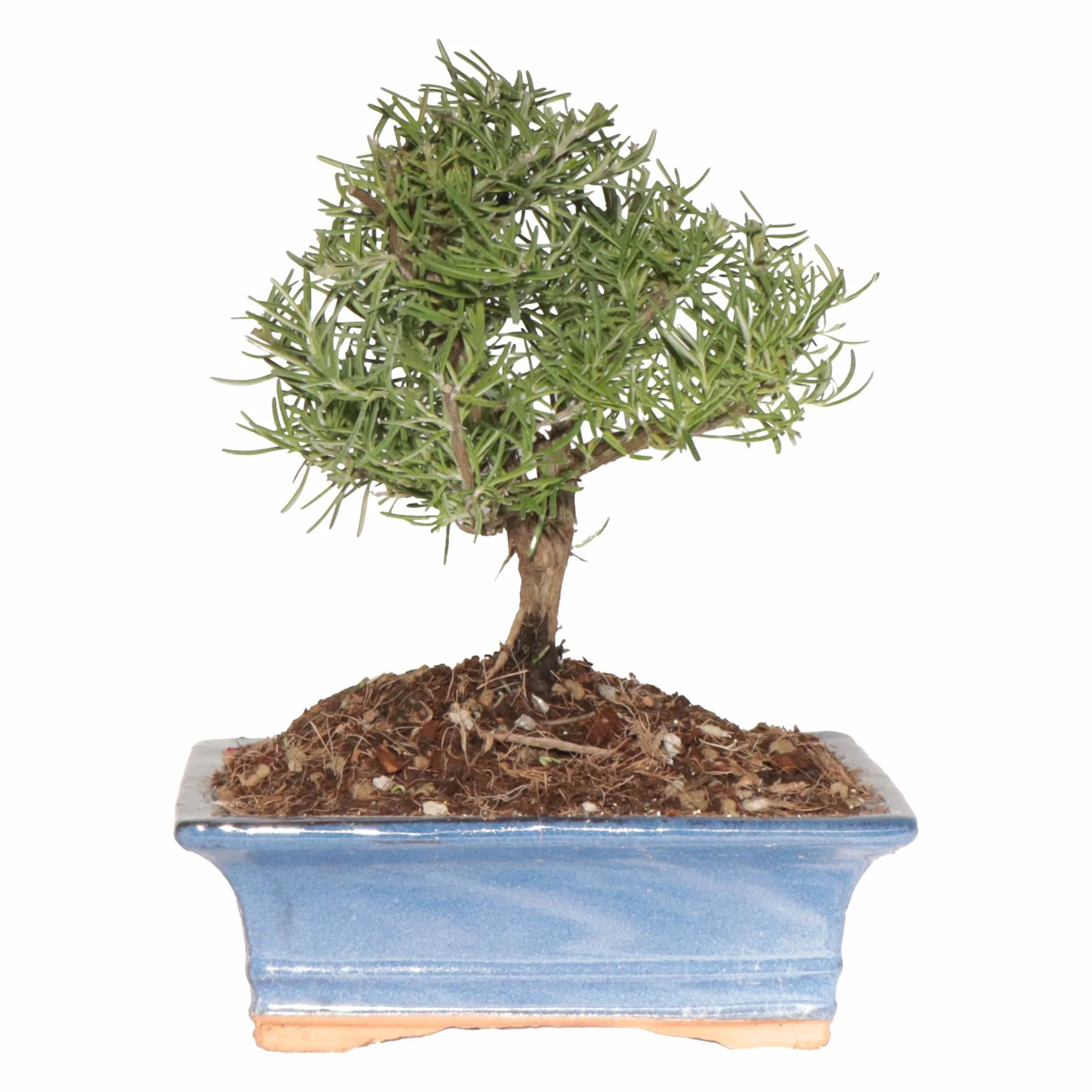 Kentis Bonsaï Romarin Rosmarinus Officinalis Vraie Bonsaï Ornemental d'Extérieur Vraies Plantes Aromatiques H 23-30 cm Pot Ø 19 cm