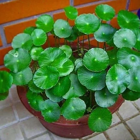 Nasiona Hydrocotyle 30 sztuk świeże