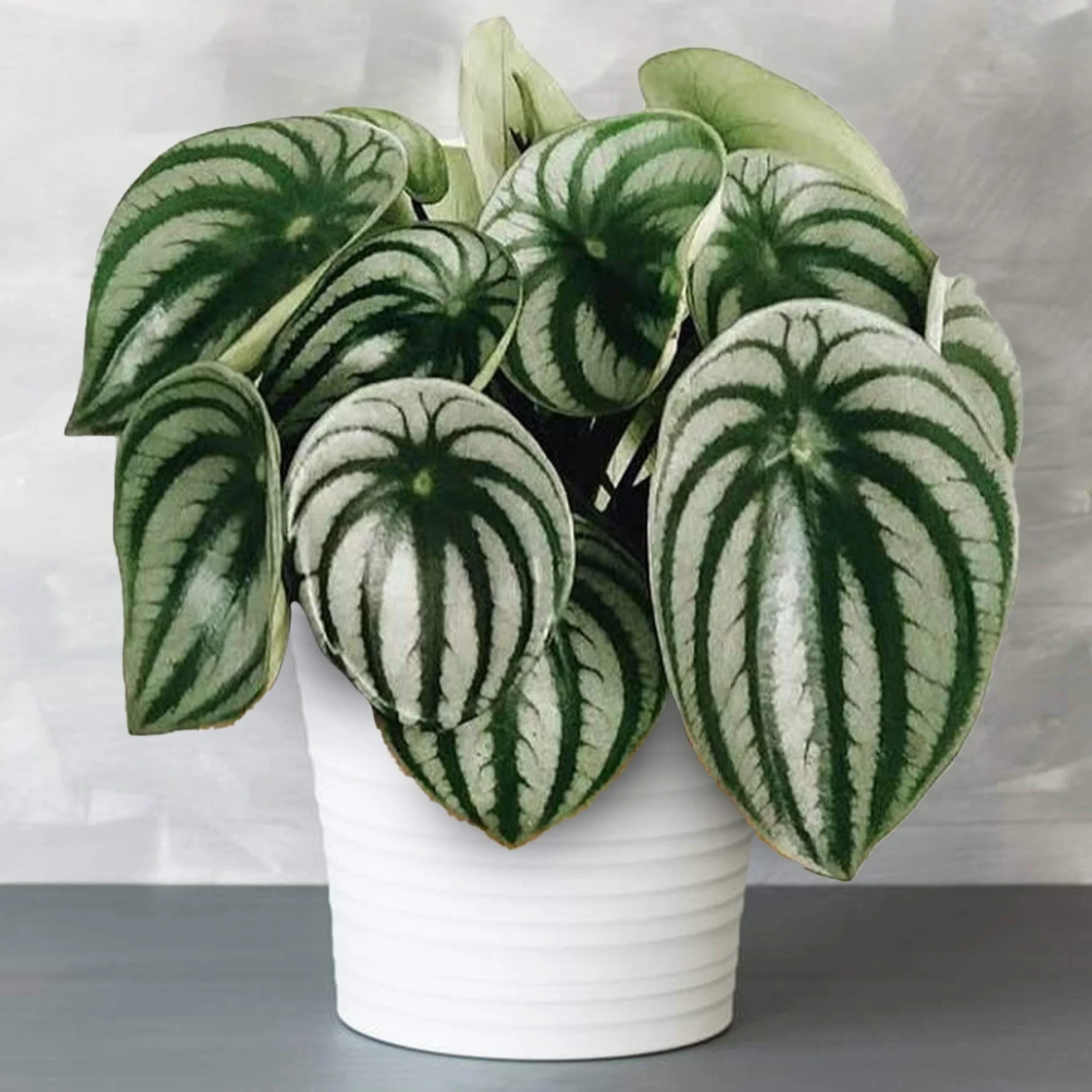 Peperomia Argyreia Plante en pot 15-25cm Maison Bureau