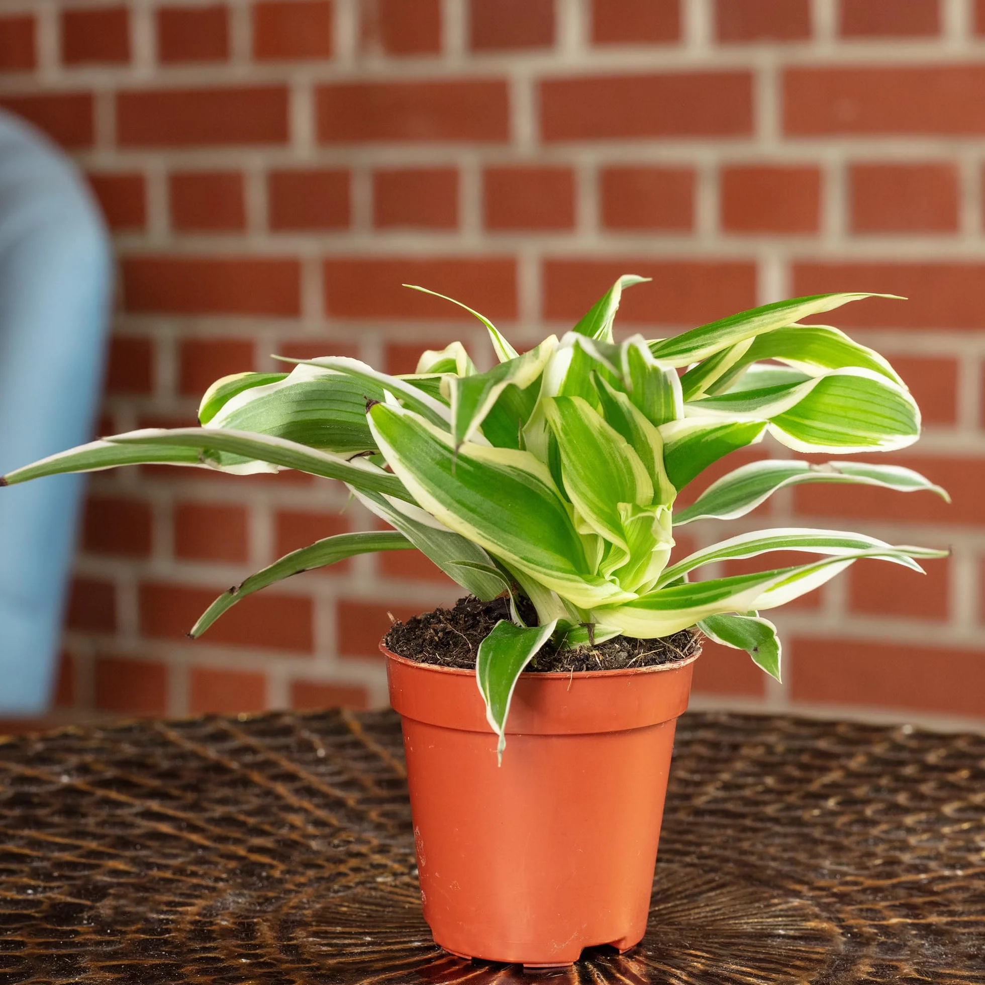 Chlorophytum Ocean Lys vert Smit Bambino Plante d'intérieur Hauteur 15 cm Pot 5,5 cm