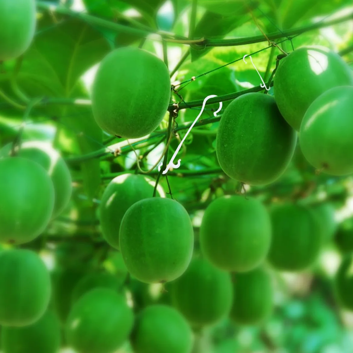 NUOBESTY 850 Crochets de Support en Nylon pour Plants de Tomates et Concombres, Économise Main-d'œuvre et Temps de Fixation, Adaptés pour Serrage et Jardin