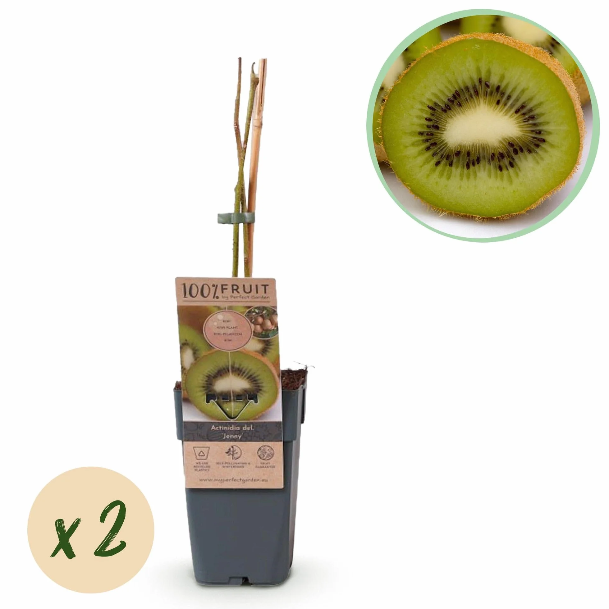 Actinidia deliciosa Jenny Kiwiplant Autofertile 2 Plantes Pot 15cm Hauteur 50cm