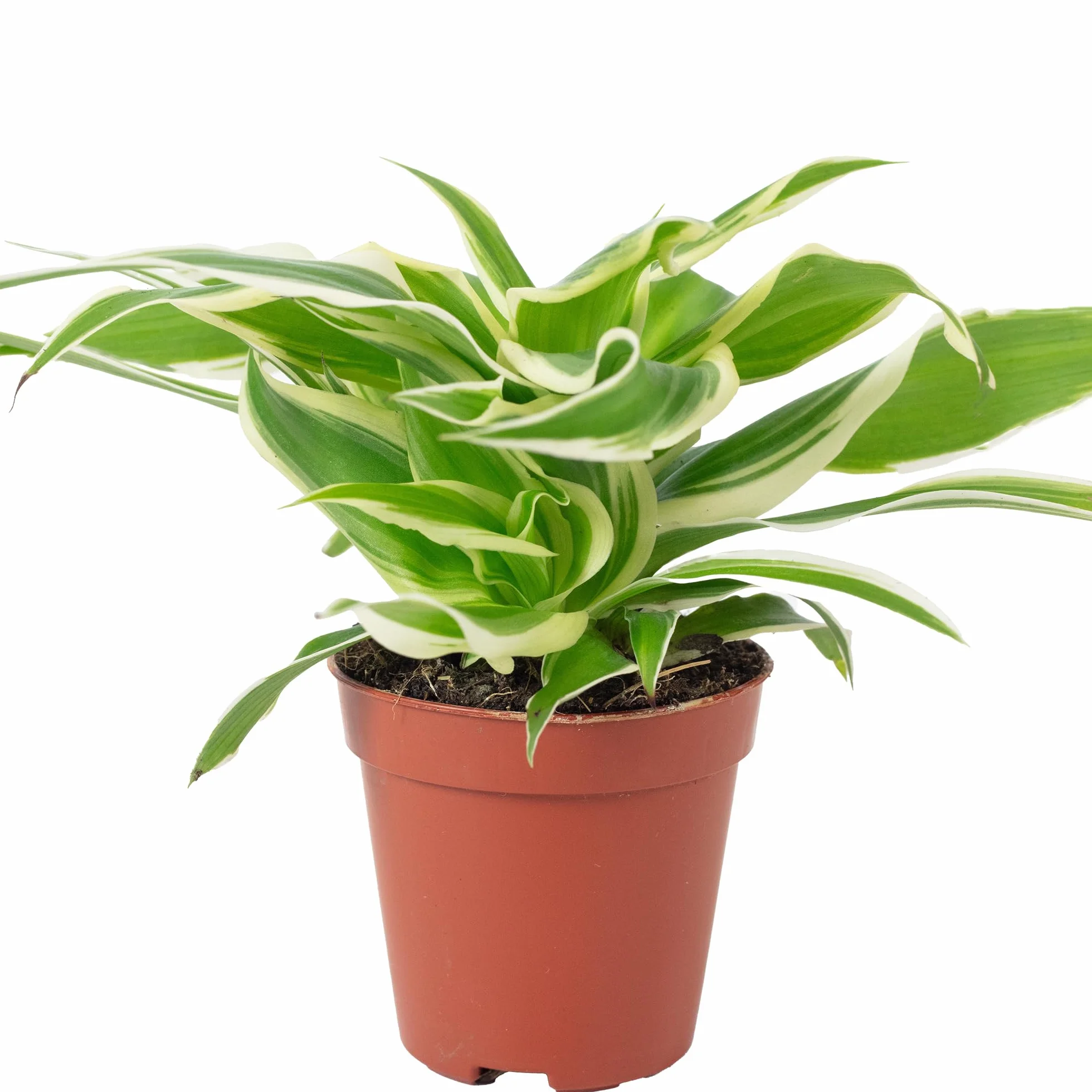 Chlorophytum Ocean Lys vert Smit Bambino Plante d'intérieur Hauteur 15 cm Pot 5,5 cm