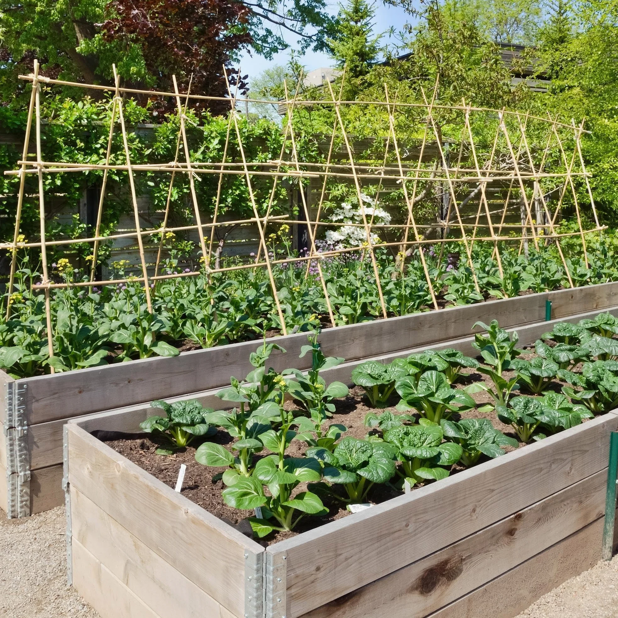 UNUS Bâtons de bambou, lot de 50 tuteurs en bambou de 150 cm de long, support de croissance pour plantes d'intérieur ou dans le jardin pour concombres, tomates
