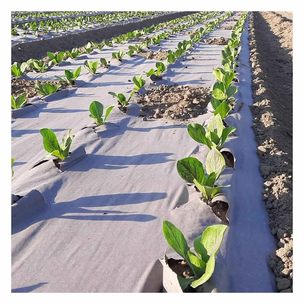 Toile de paillage Agricole 0.4 x 100m Autodégradable 2en1 Engrais et Anti Mauvaises Herbes 100% Cellulose