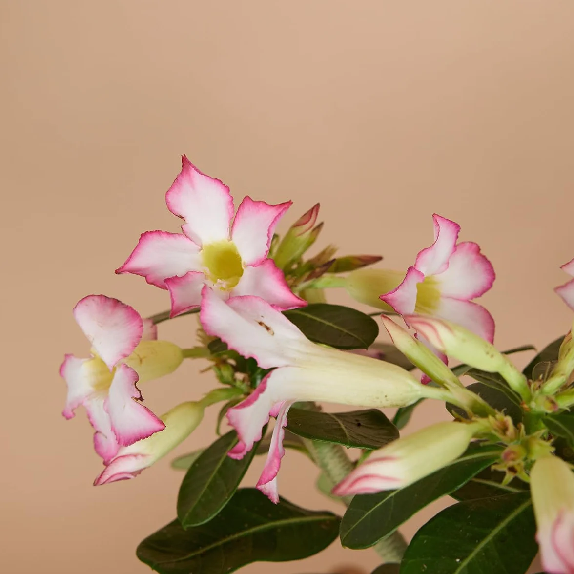 Bloomique Adenium Obesum Rose du Désert Plante d'intérieur Pot 13cm Hauteur 25-35 cm