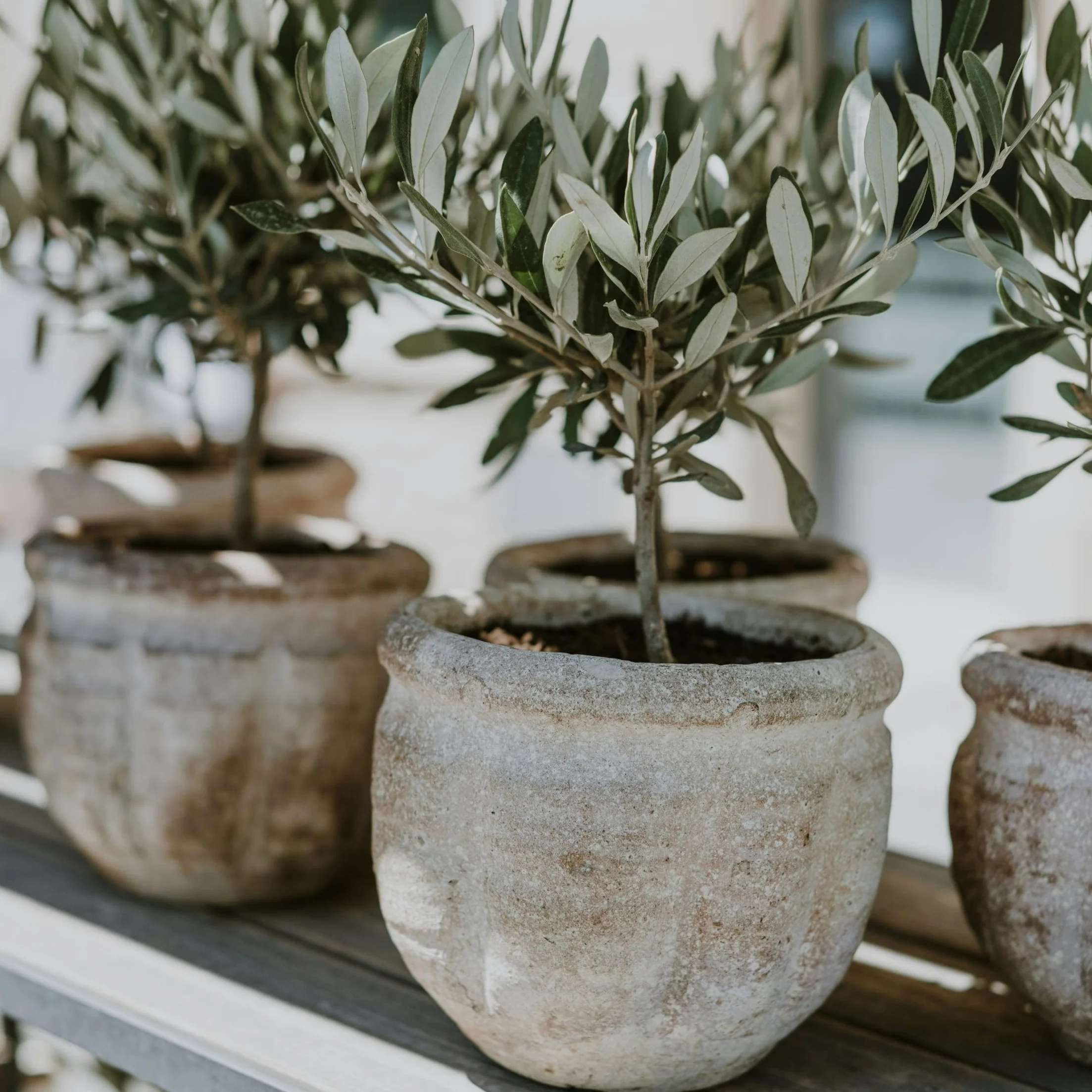 Olea Europaea Olivier exterieur Set de 2 Pot 14cm Hauteur 50-60cm