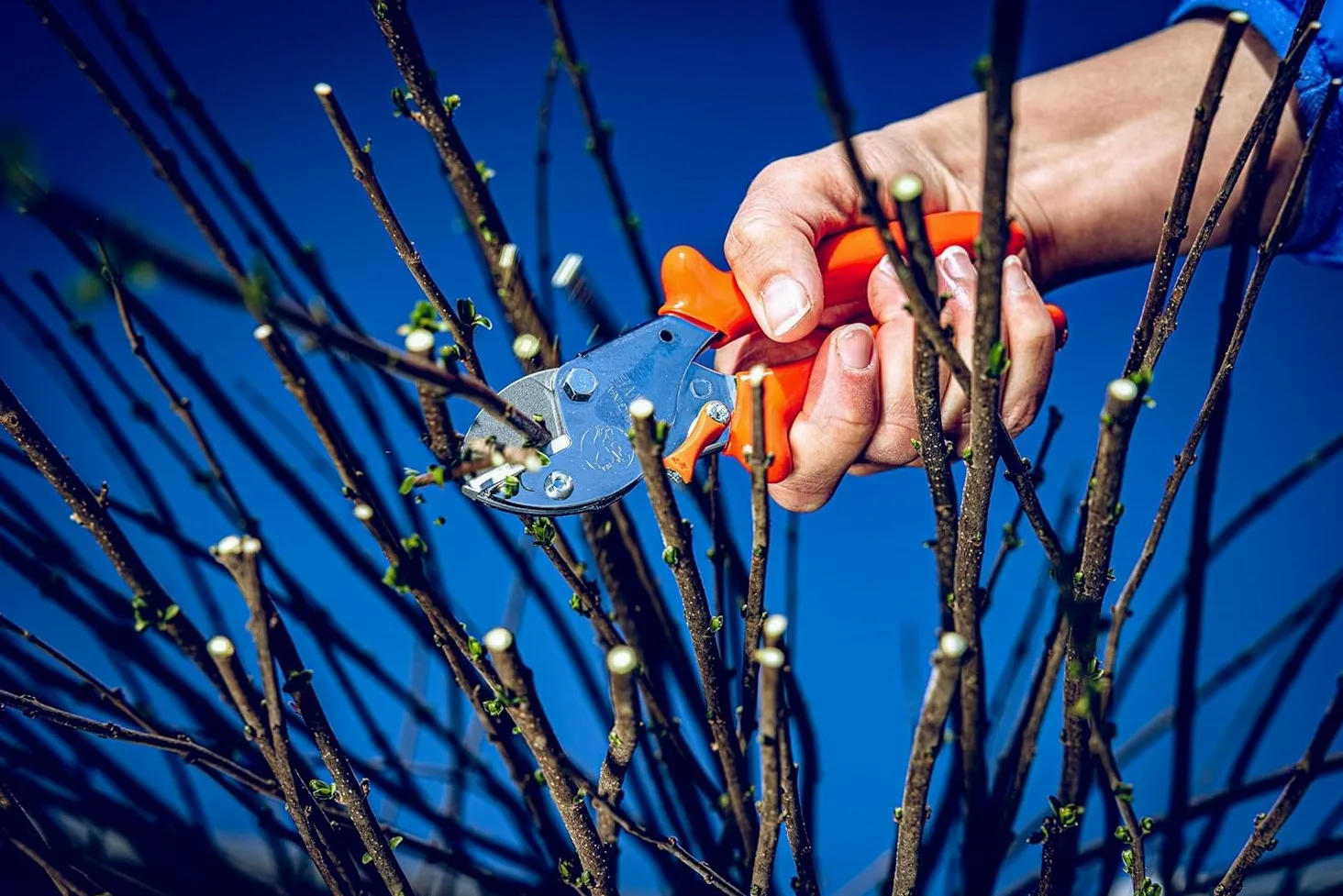 Original LÖWE - Sécateurs Professionnels à Enclume 5.107 avec Lame en Acier Inoxydable et antiadhésive - Sécateur Pratique et léger idéal pour Couper Les Arbres fruitiers, Pommier, Poirier.