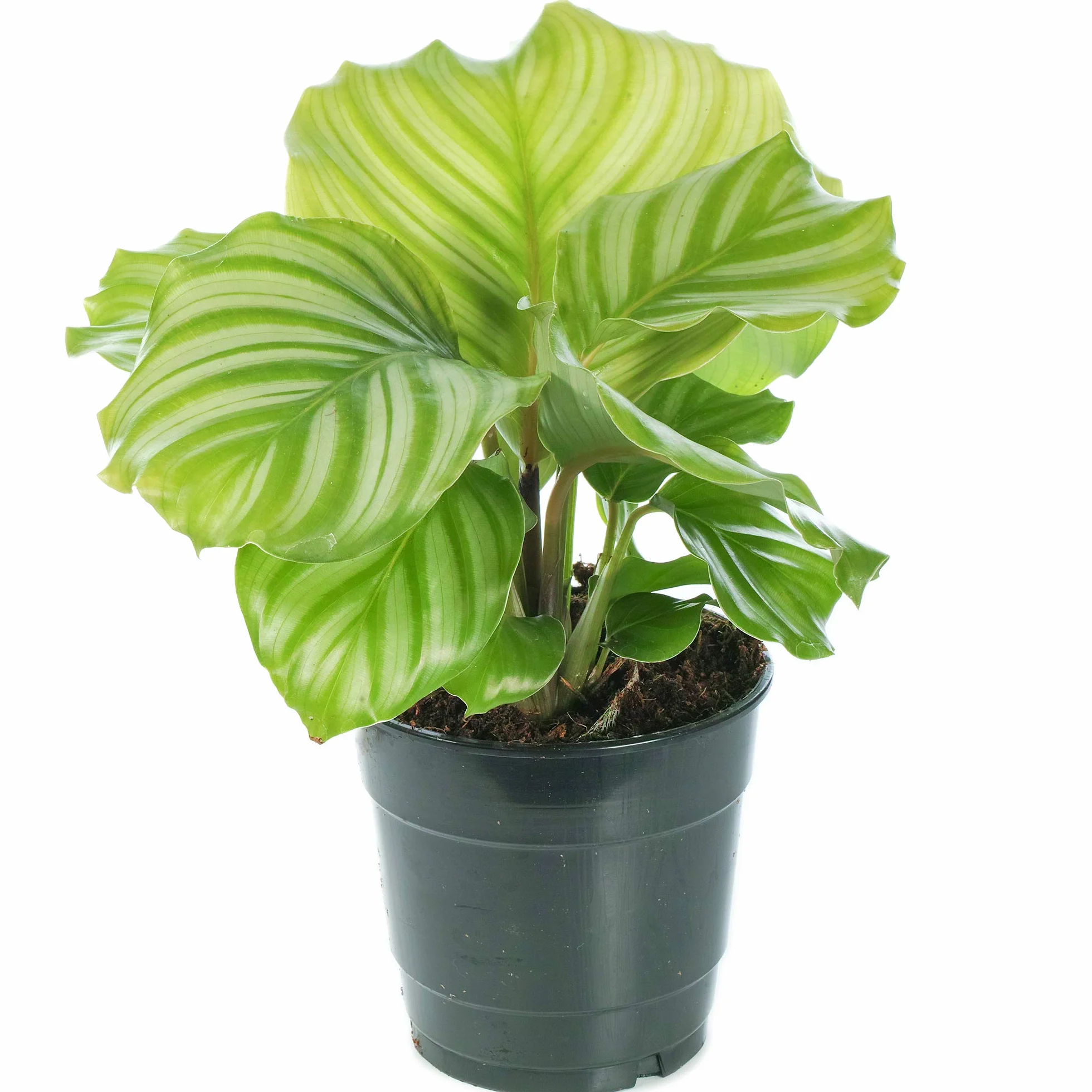 Plante Calathea 30-40cm en Pot Qualité Supérieure