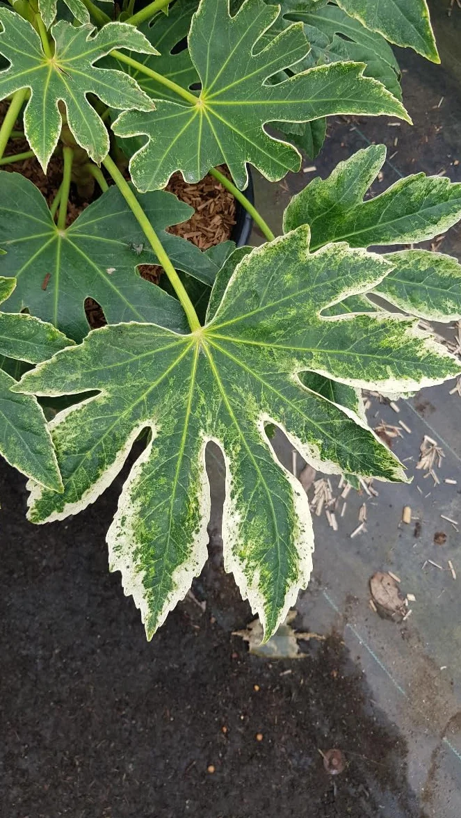 Fatsia japonica SPIDER'S WEB® 'Tsumugi-shibori' Aralie du Japon panaché 3-4 litres