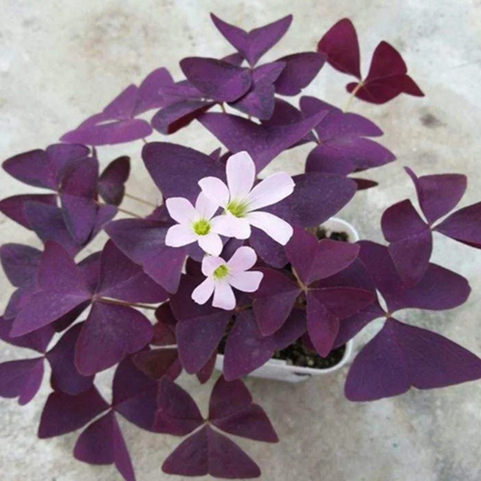 Oxalis Triangularis Trèfle Violet Plante en Pot (25 Bulbes)
