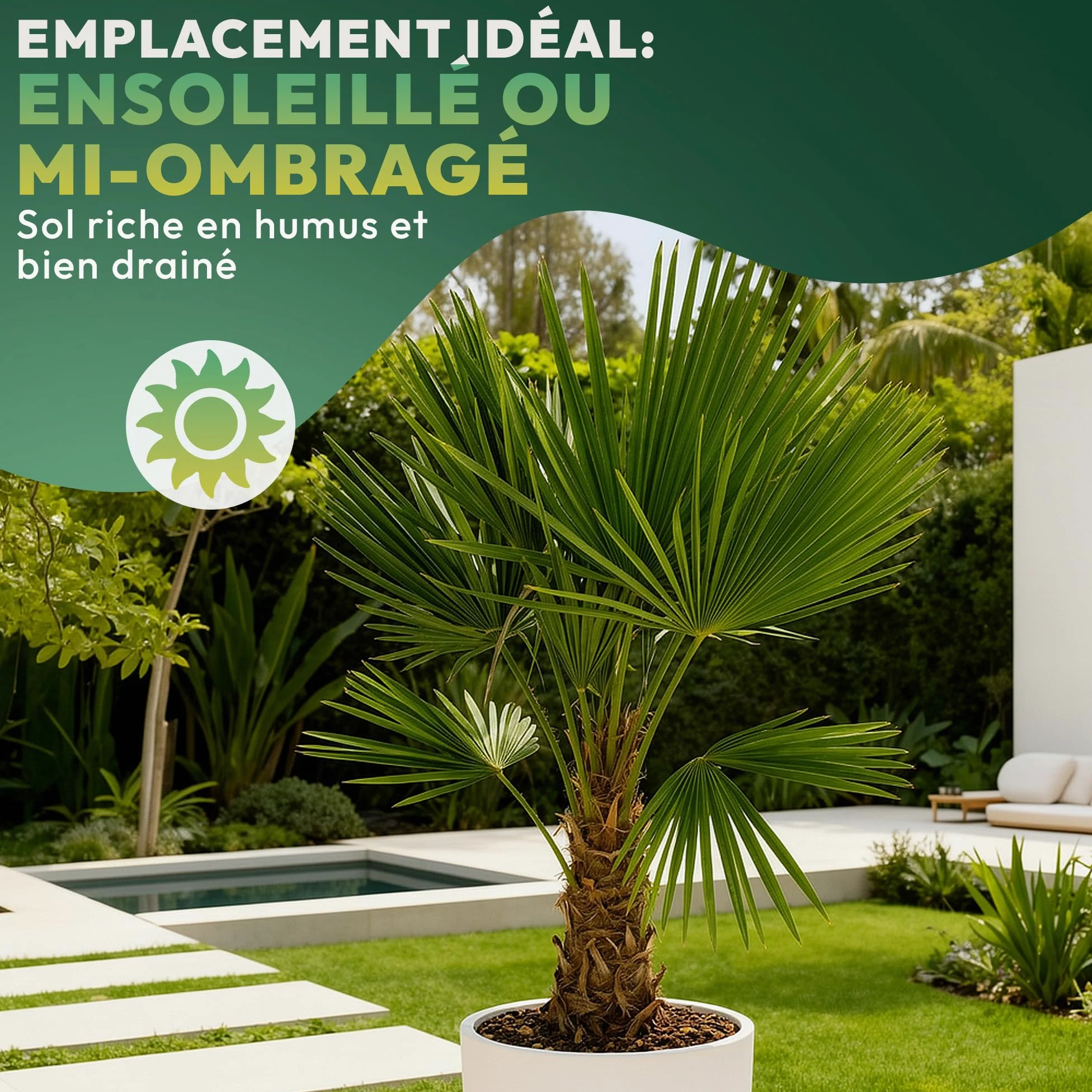 Palmier Trachycarpus Fortunei 140 cm – Palmier Extérieur Résistant -18°C | Palmier Naturel pour Jardin, Terrasse et Balcon – Plante d'Extérieur en Pot