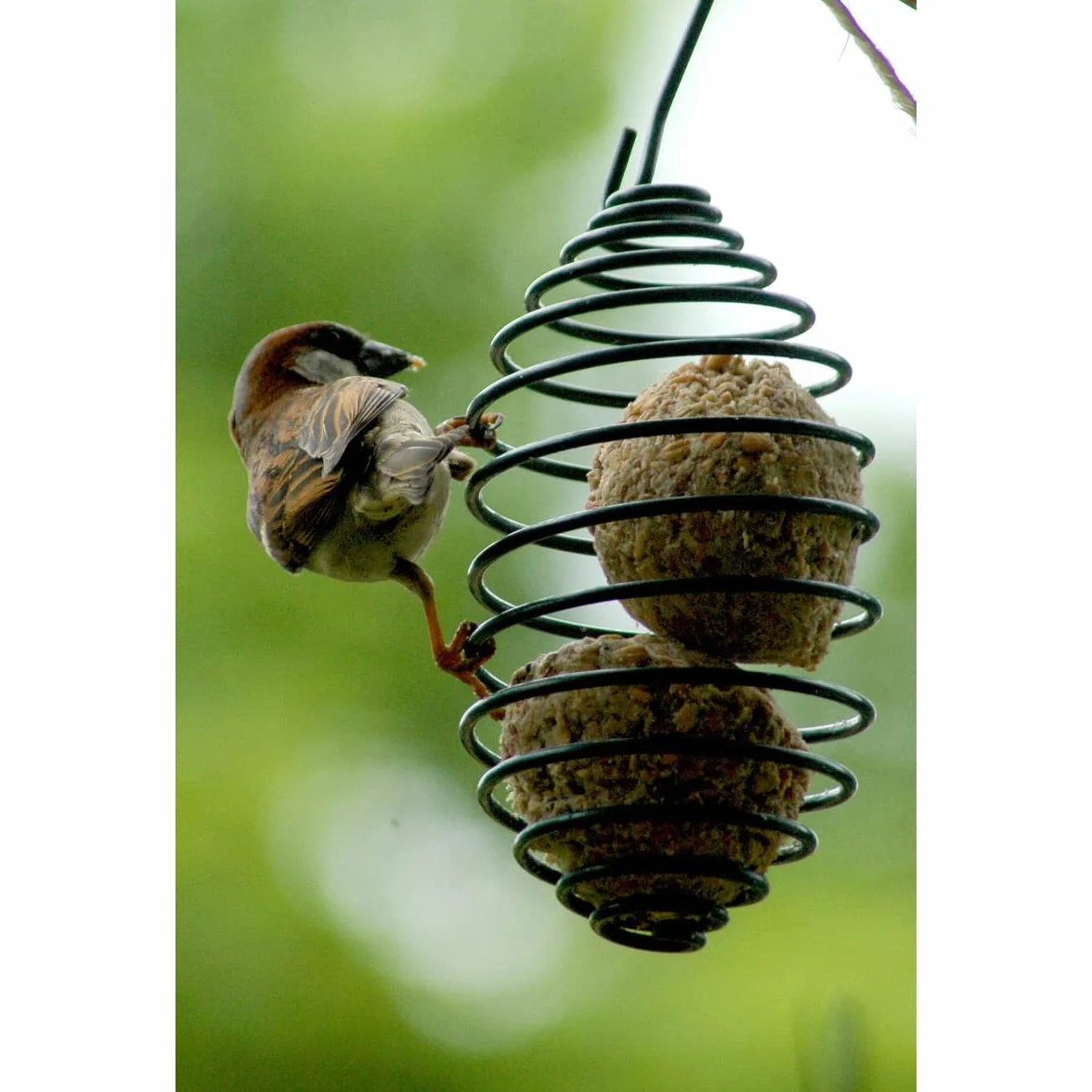 dobar Porte-boules de graisse Spirale d'alimentation 7,5 x 11 (26,5) cm Vert