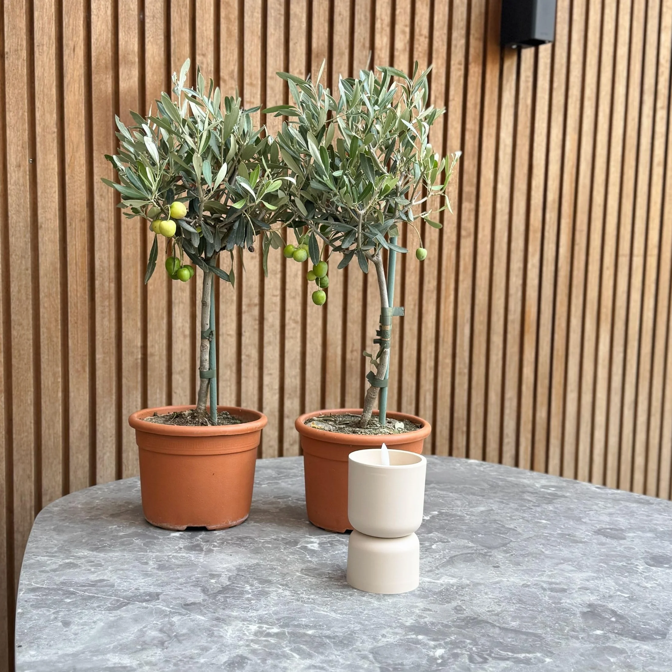 Olea Europaea Olivier exterieur Set de 2 Pot 14cm Hauteur 50-60cm