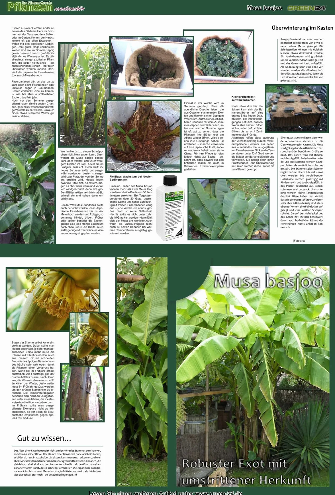Green24 Engrais pour bananes Musa Haute technologie