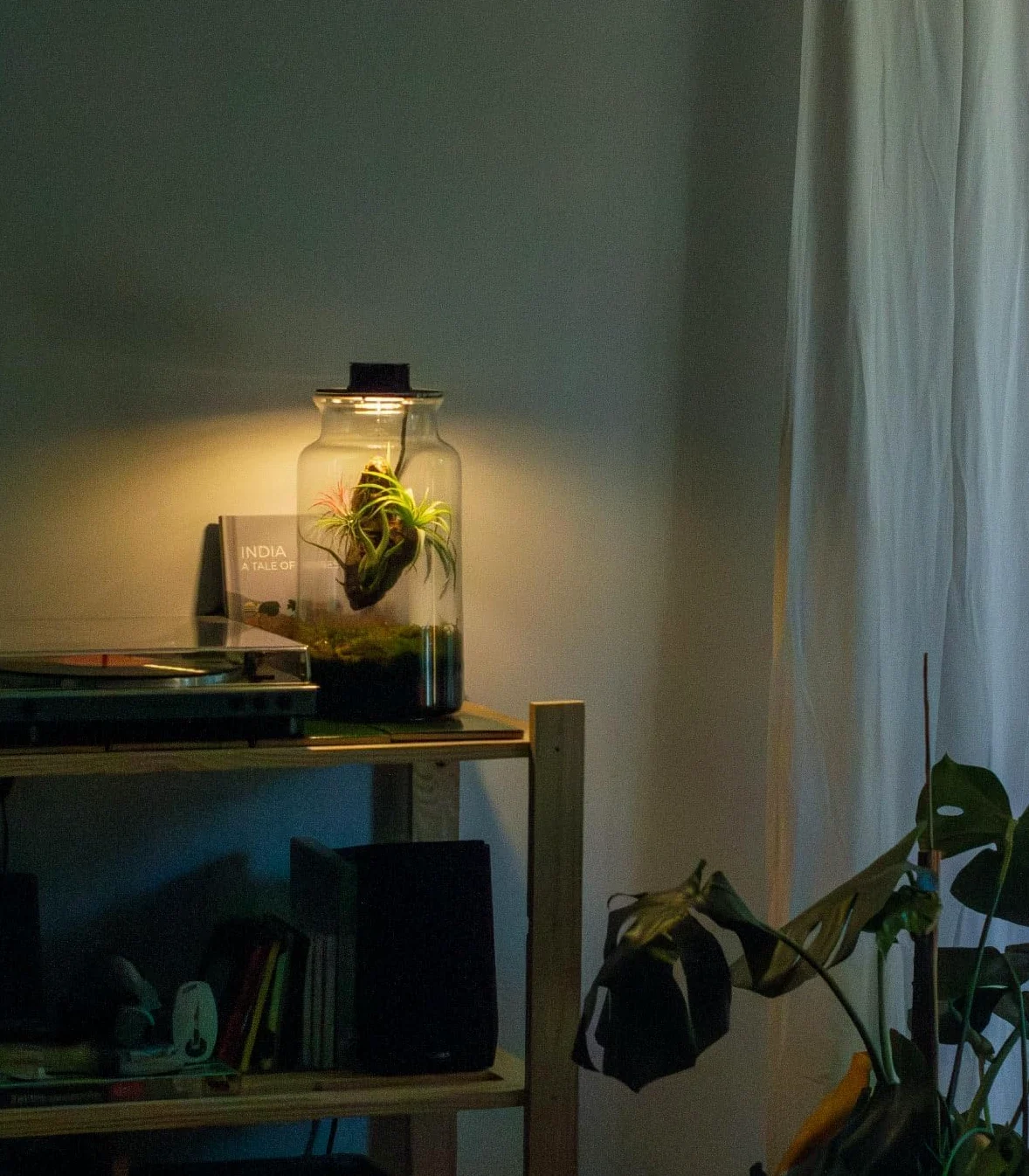 Jardin en Bouteille Eter - Terrarium Plantes en Verre Transparent Couvercle avec Spot LED | Kit Jardin en Bouteille All Inclusive Plantes D'air Naturelles à Rice d'Olivier
