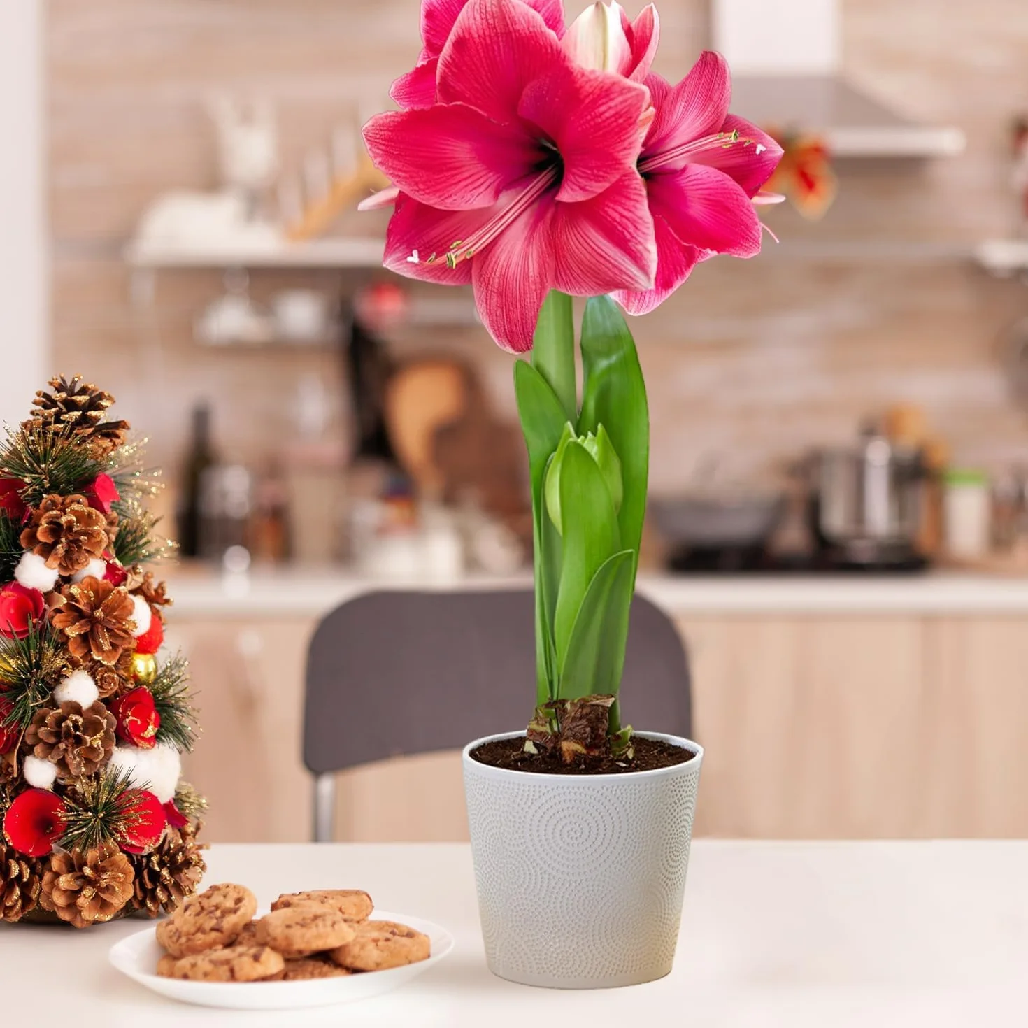 Amaryllis Bulbe Pink Passion 1 pièce Bulbes à fleurs grand format 26/30 Hippeastrum