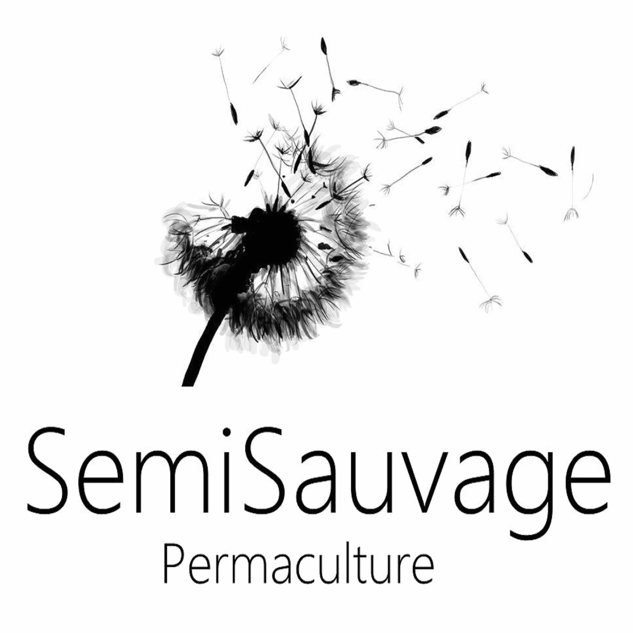 SemiSauvage Graines de Coriandre 300 - plantes aromatiques semences reproductibles